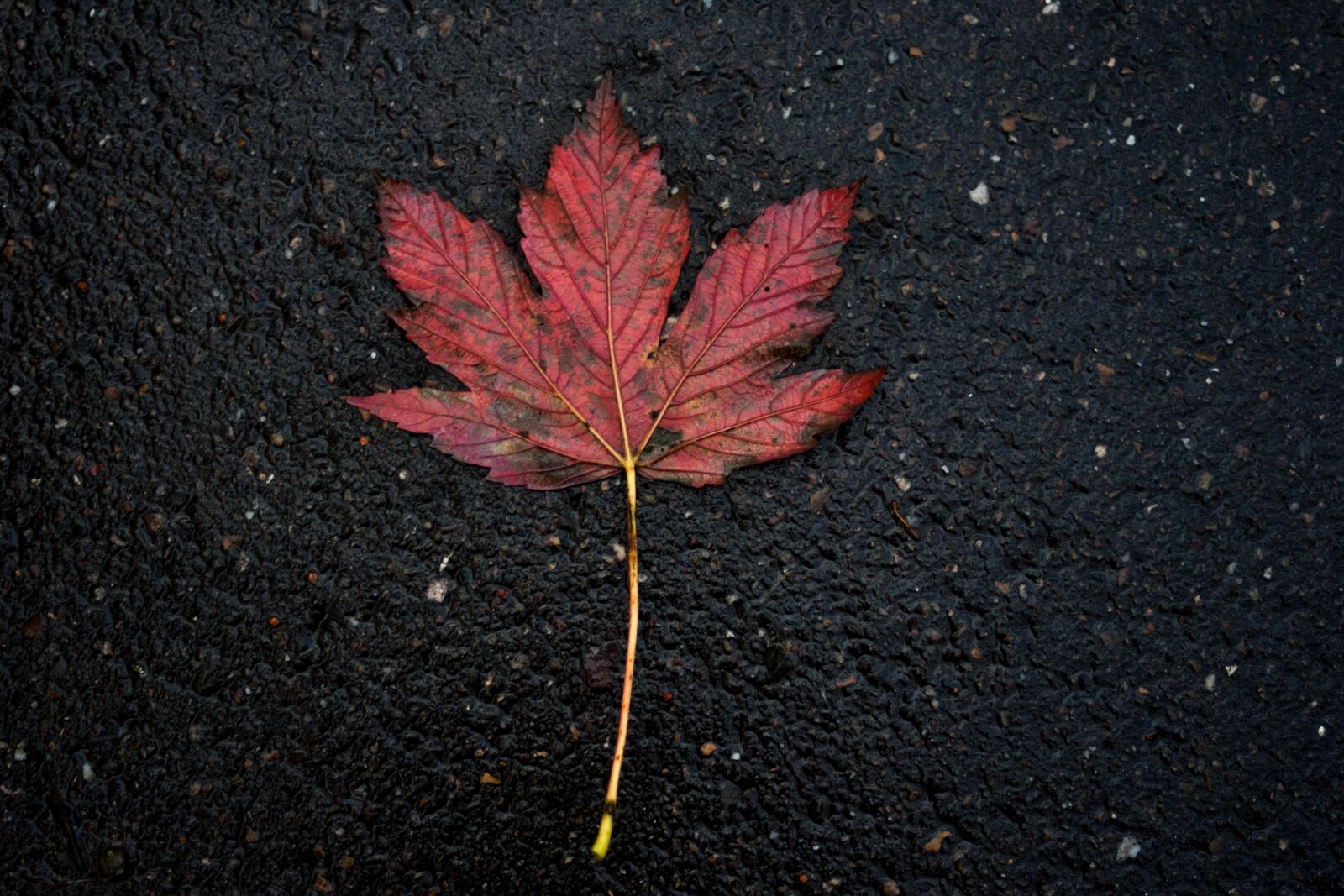 Sony Alpha DSLR-A700 sample photo. No person, nature, sheet photography