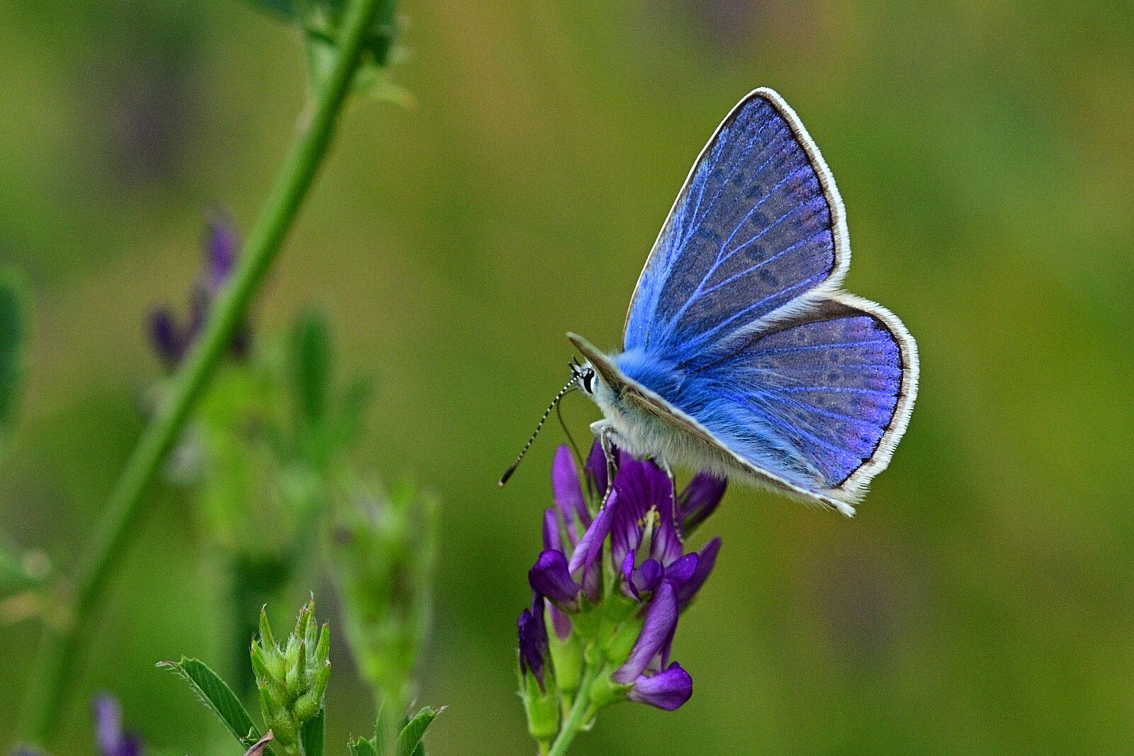 Nikon D5200 sample photo. Butterfly, common blue, meadow photography
