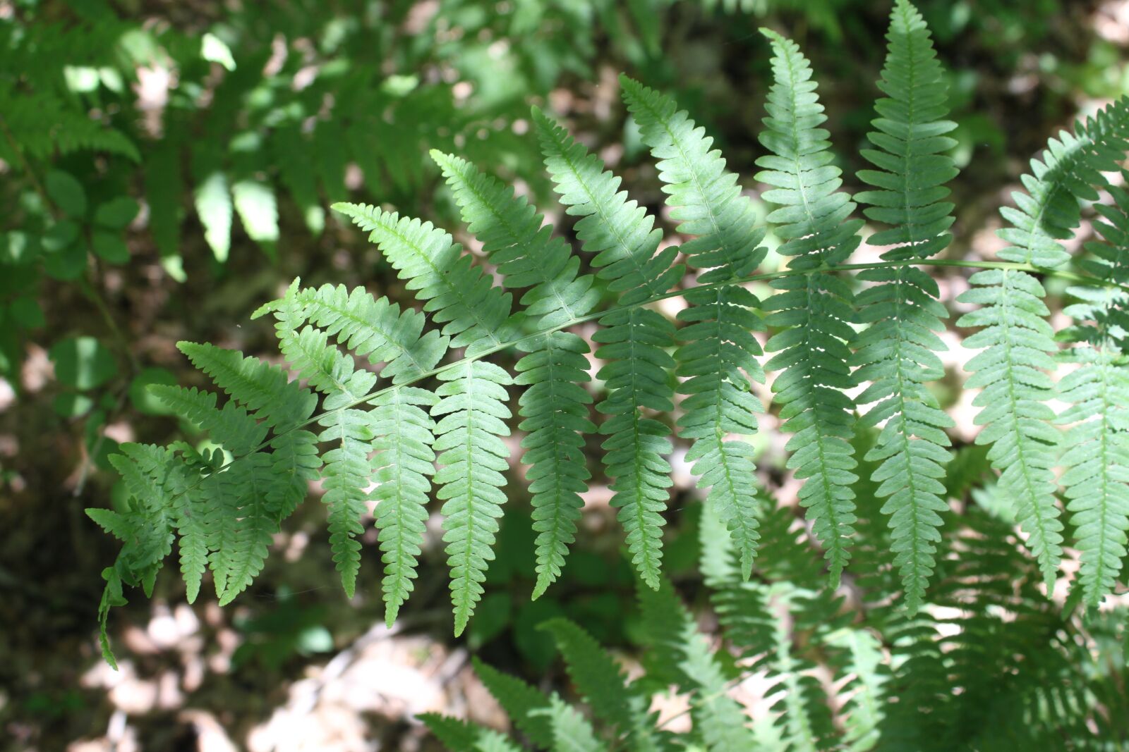 Canon EOS 500D (EOS Rebel T1i / EOS Kiss X3) sample photo. Fern, forest, green photography