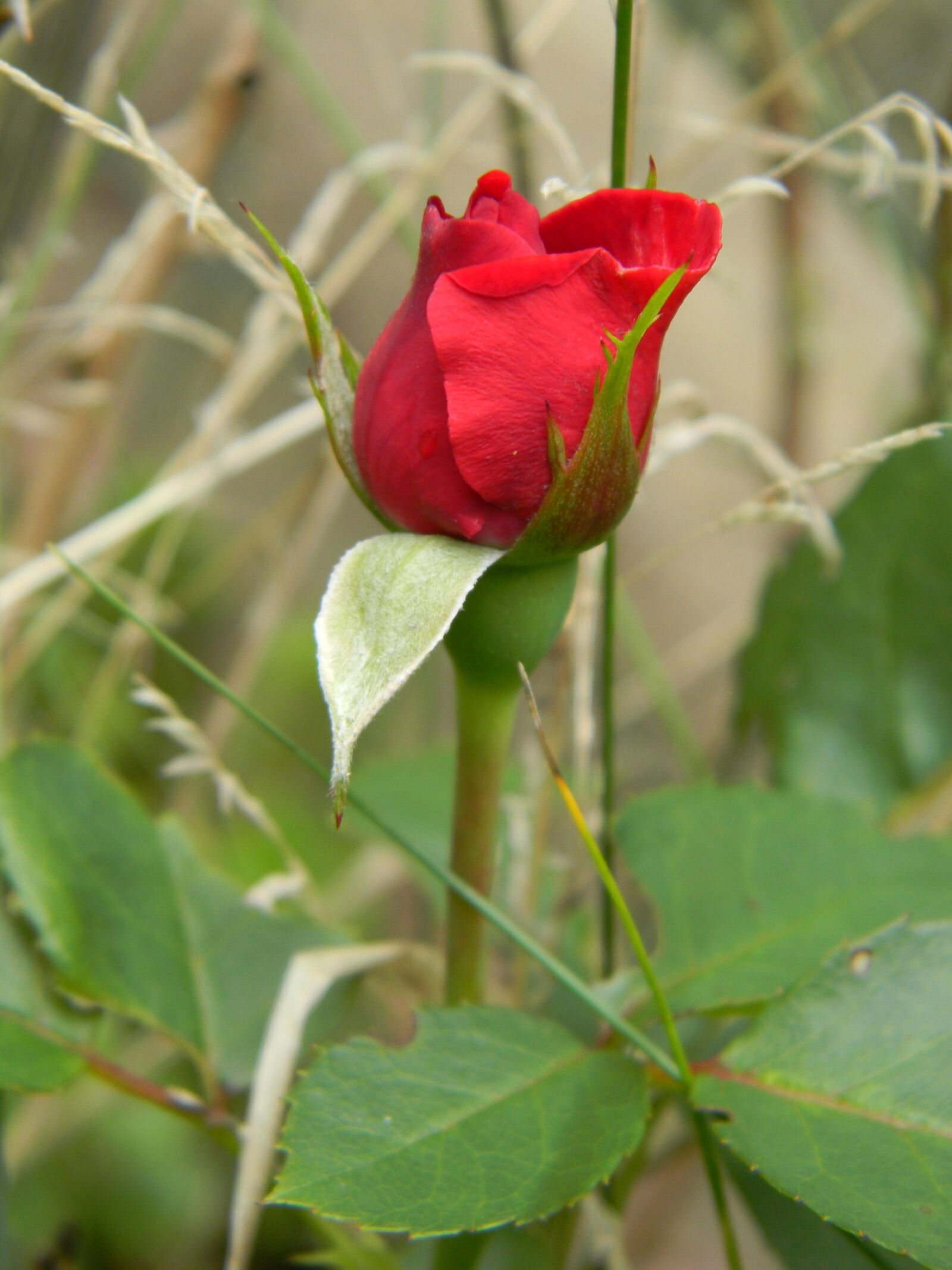Nikon Coolpix L110 sample photo. Flower, nature, rose photography