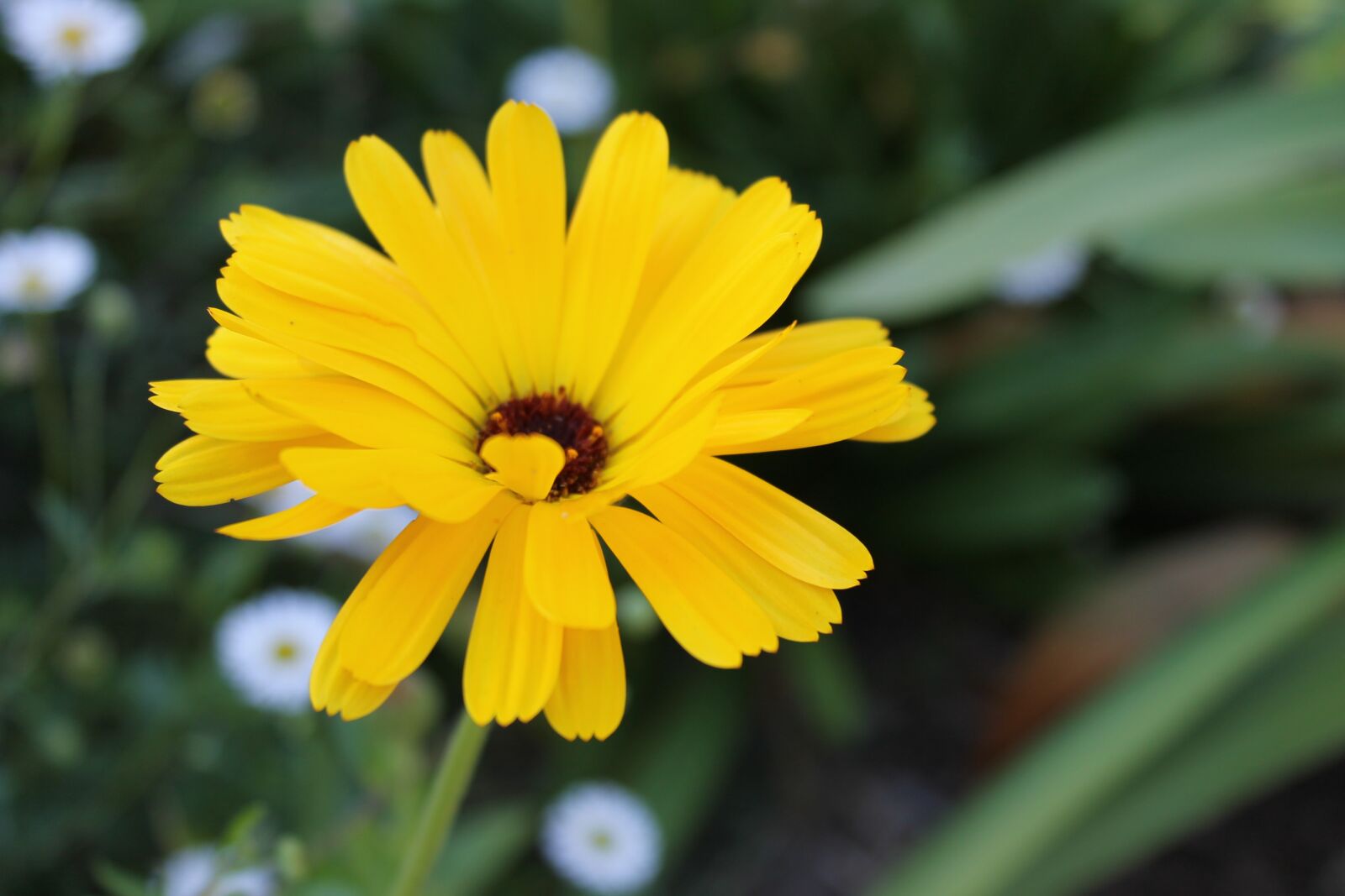 Canon EOS 1100D (EOS Rebel T3 / EOS Kiss X50) sample photo. Flora, garden, flower photography