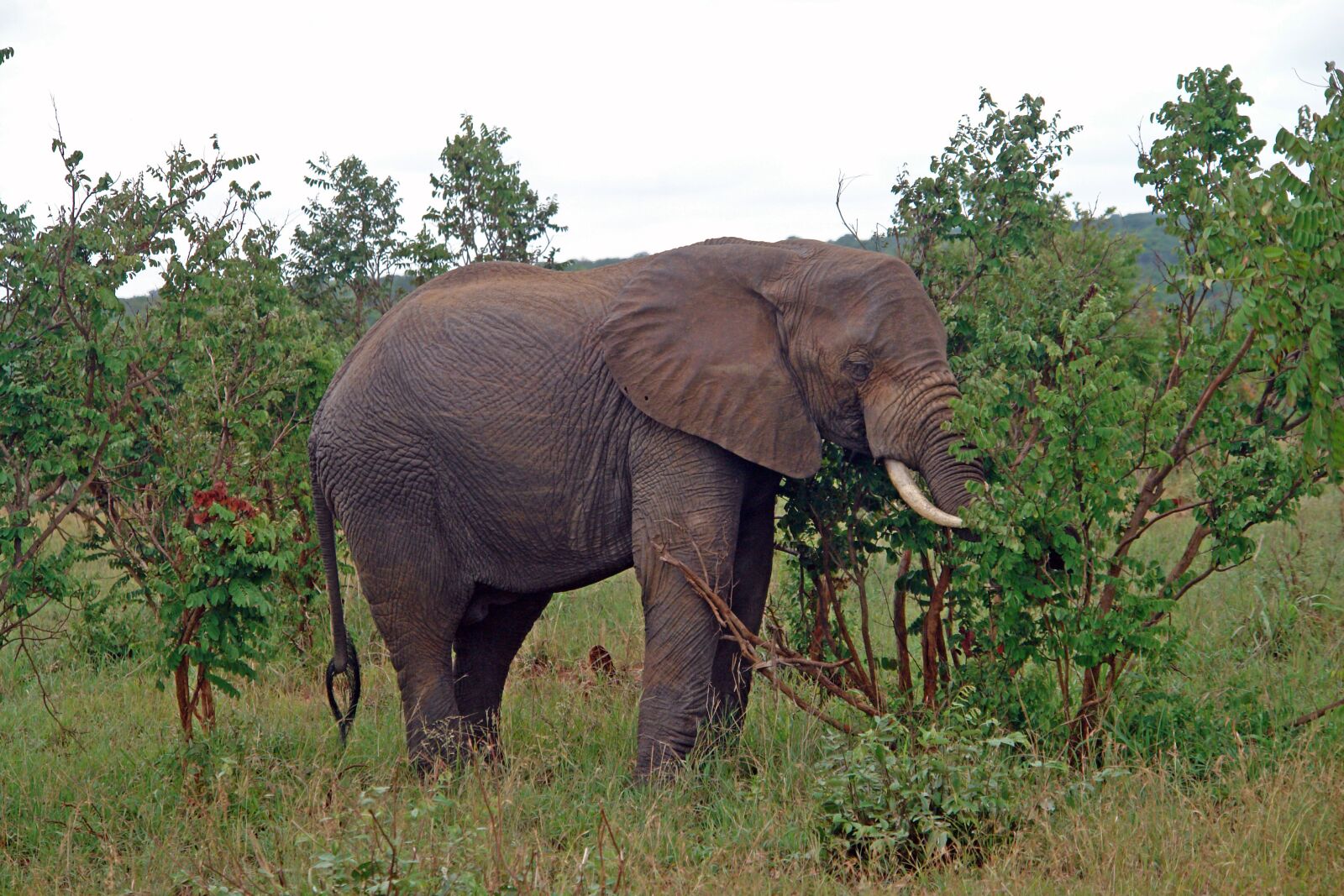 Sony DSC-R1 sample photo. Africa, tanzania, elephant photography