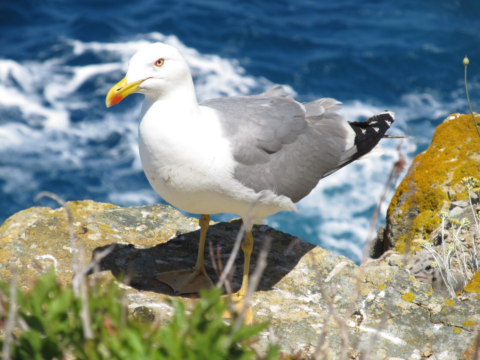 Canon PowerShot SX130 IS sample photo. Seagull, sea, rock photography