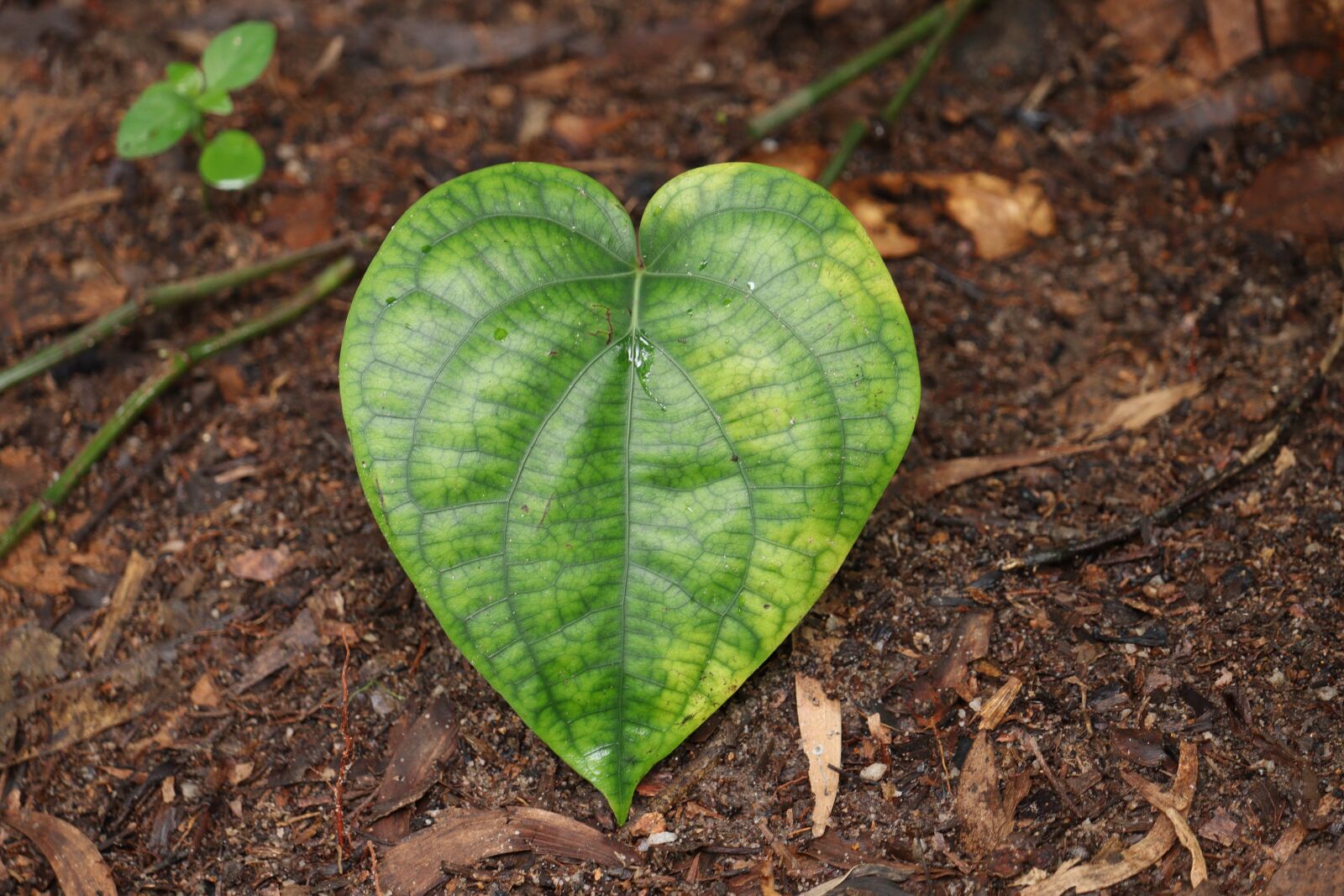 Canon EOS 250D (EOS Rebel SL3 / EOS Kiss X10 / EOS 200D II) sample photo. Leaf, nature, green photography