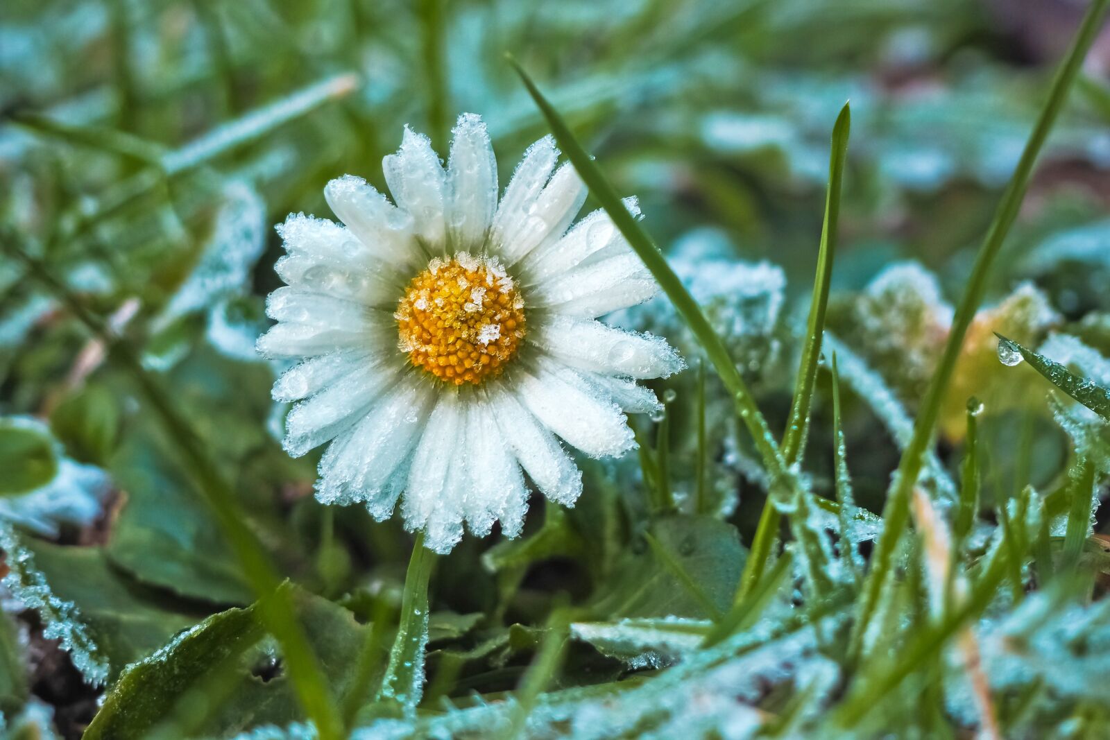 Olympus OM-D E-M10 sample photo. Margarite, daisy, meadow photography