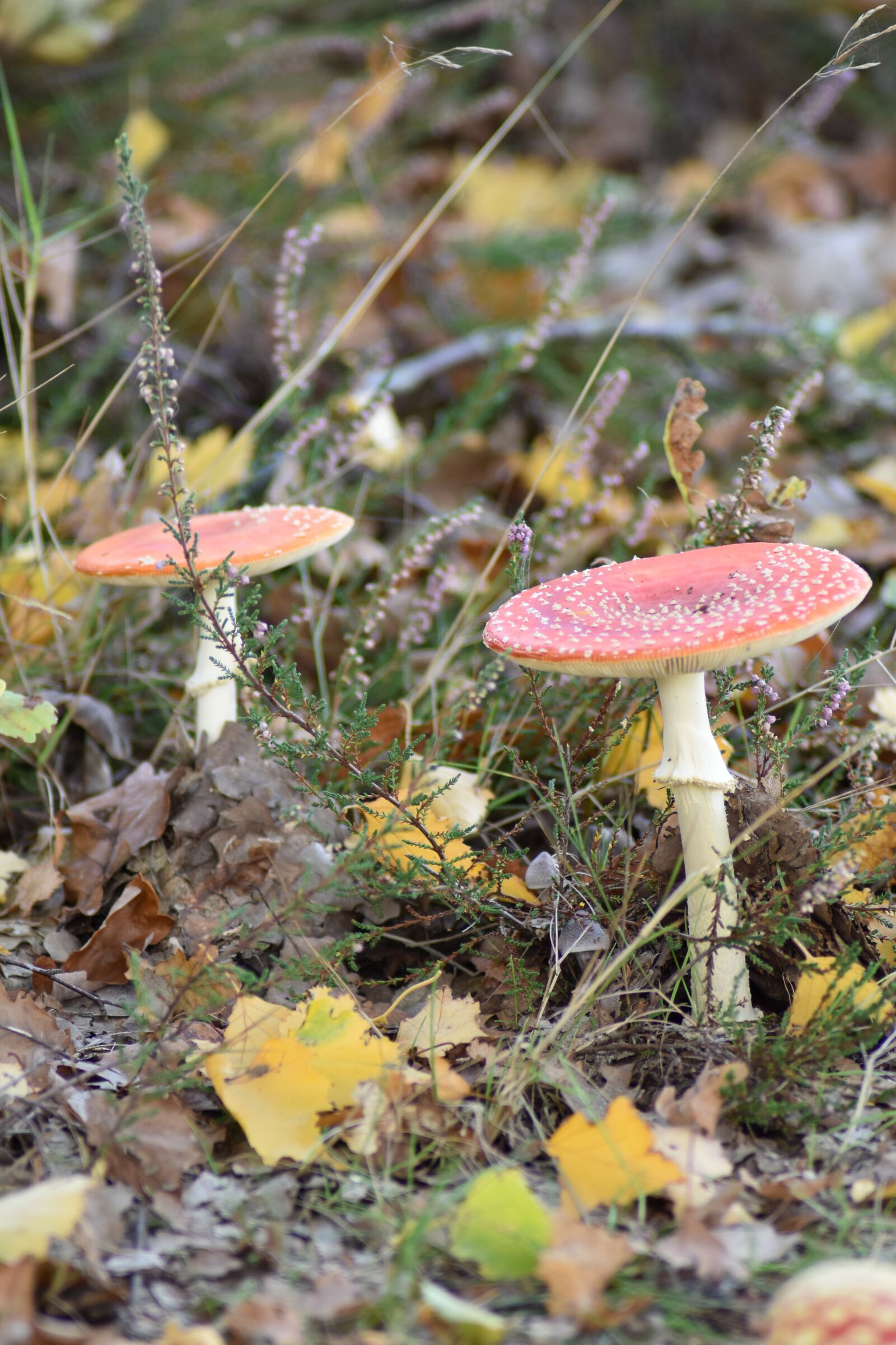 Nikon D3500 sample photo. Autumn, forest, toxic photography