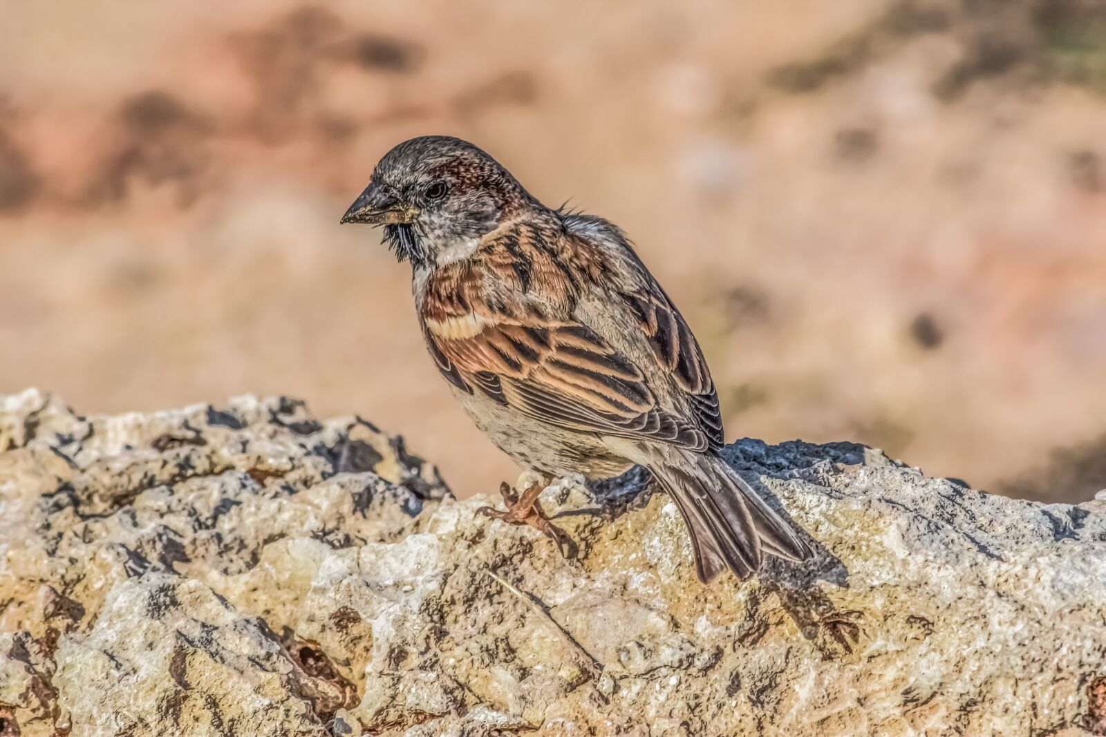Nikon D3300 sample photo. Sparrow, nature, bird photography
