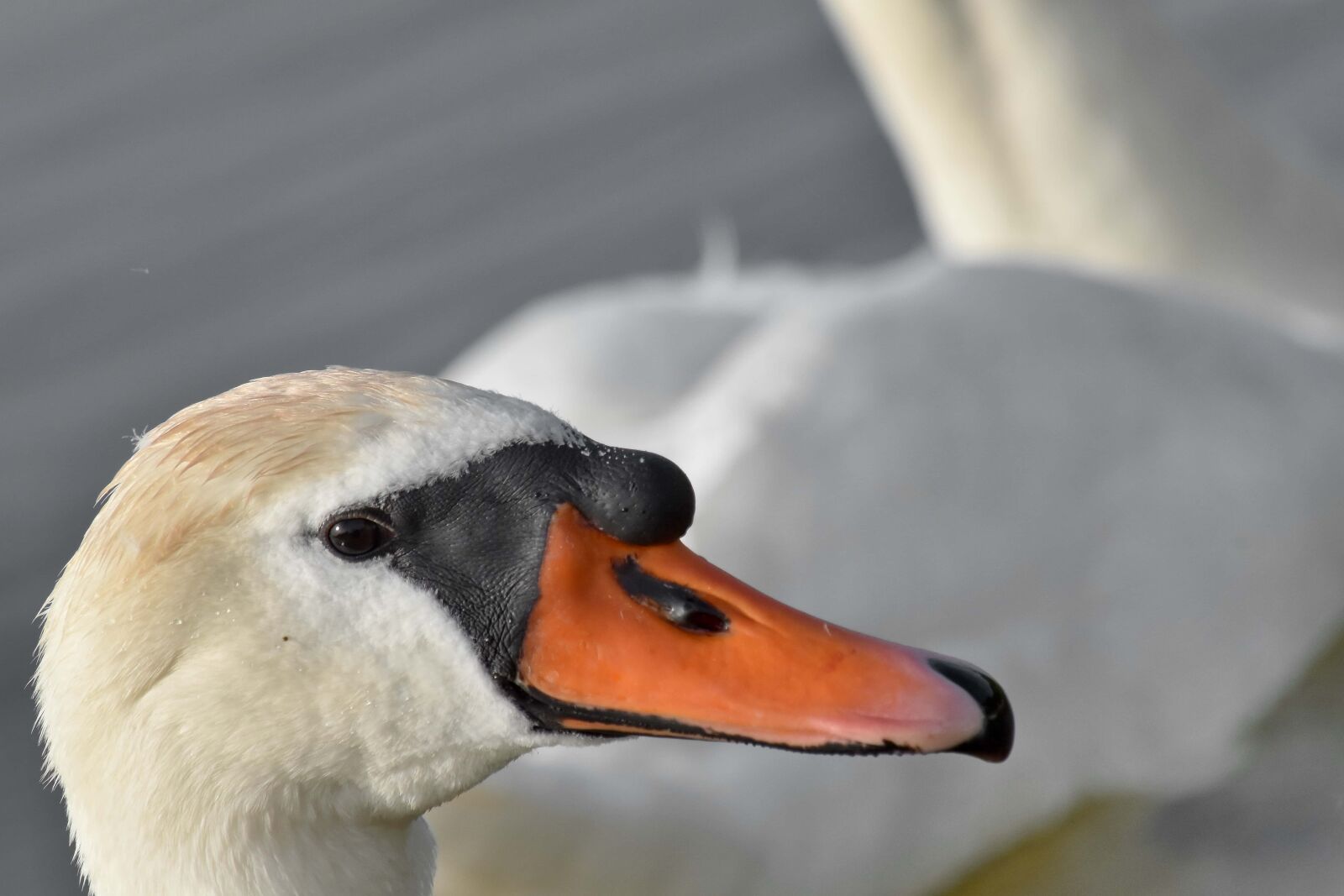 Nikon D5500 sample photo. Beak, swan, wilderness, bird photography