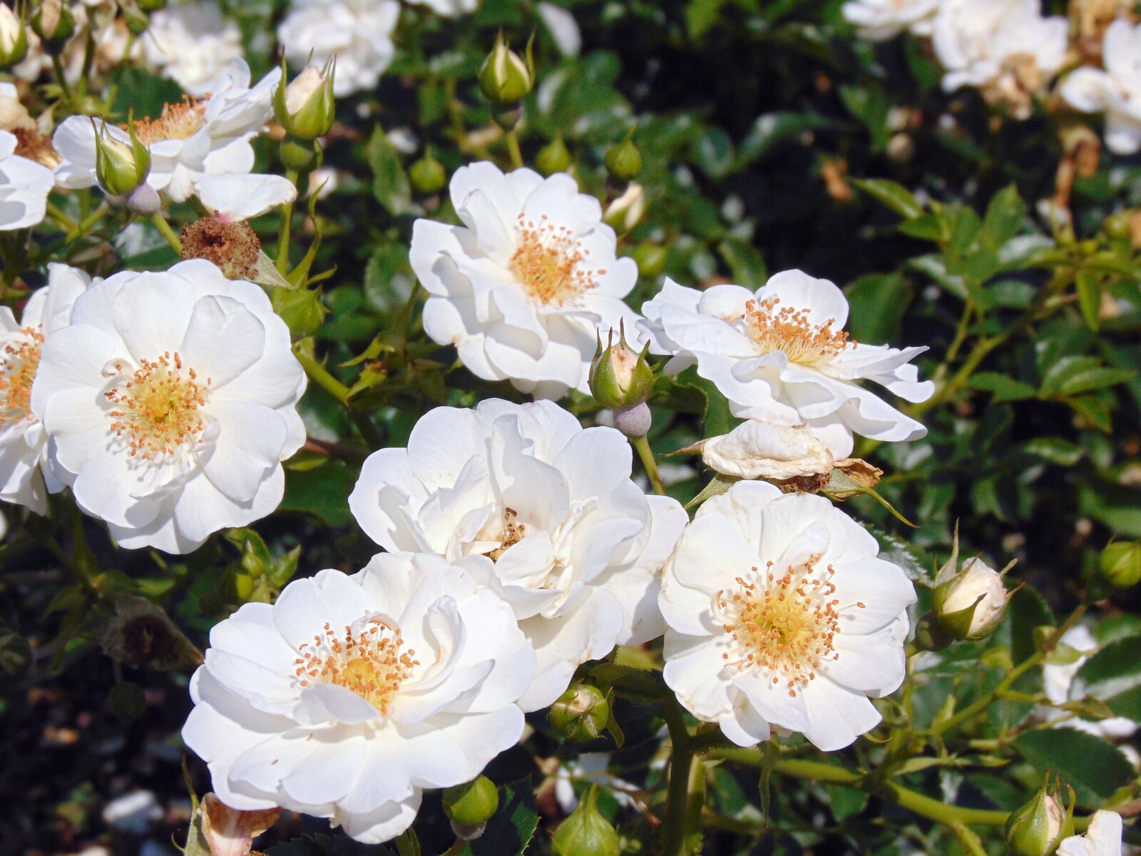 Sony Cyber-shot DSC-H300 sample photo. Flower, spring, nature photography