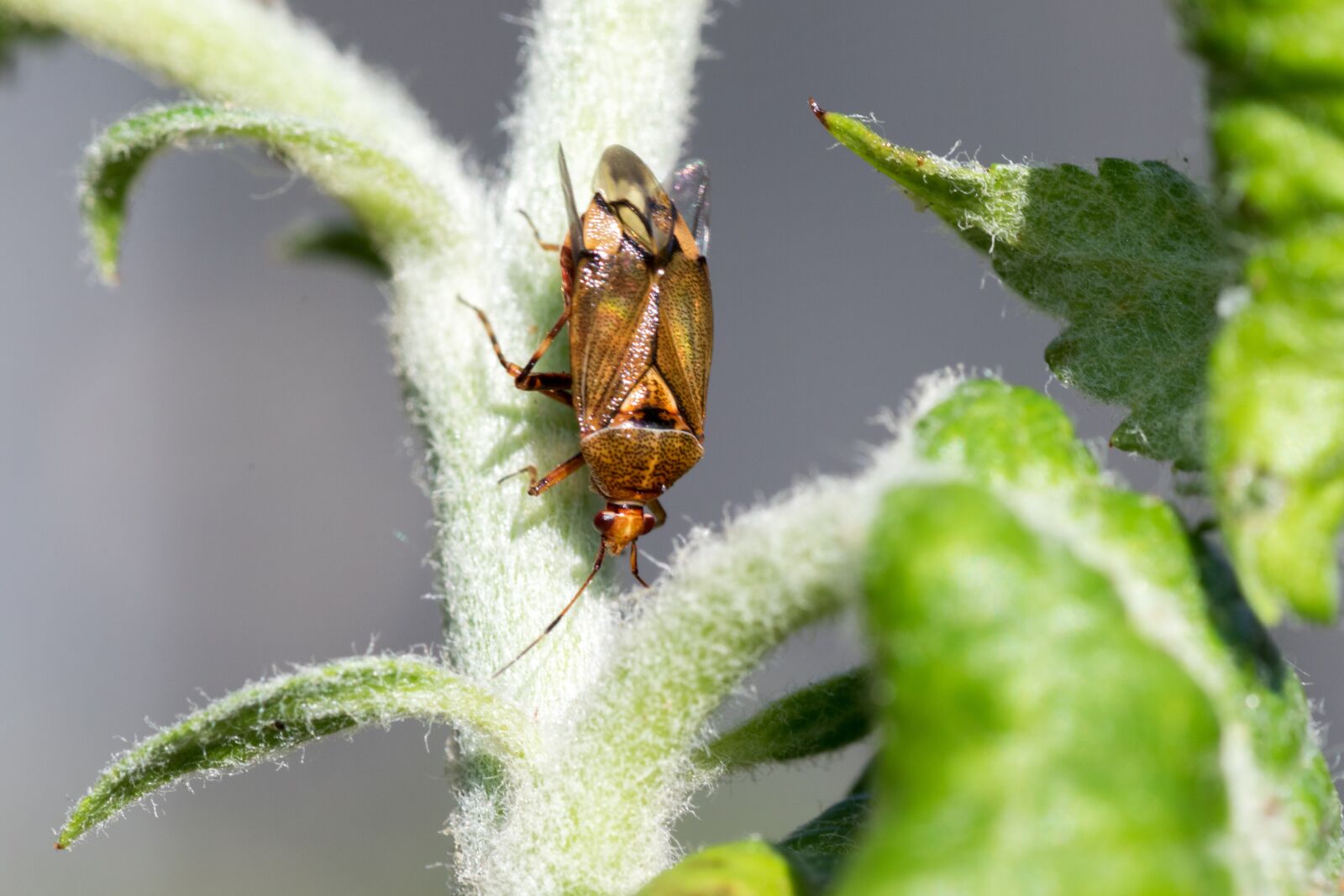Canon EOS 7D Mark II sample photo. Bug, leaf bug, american photography