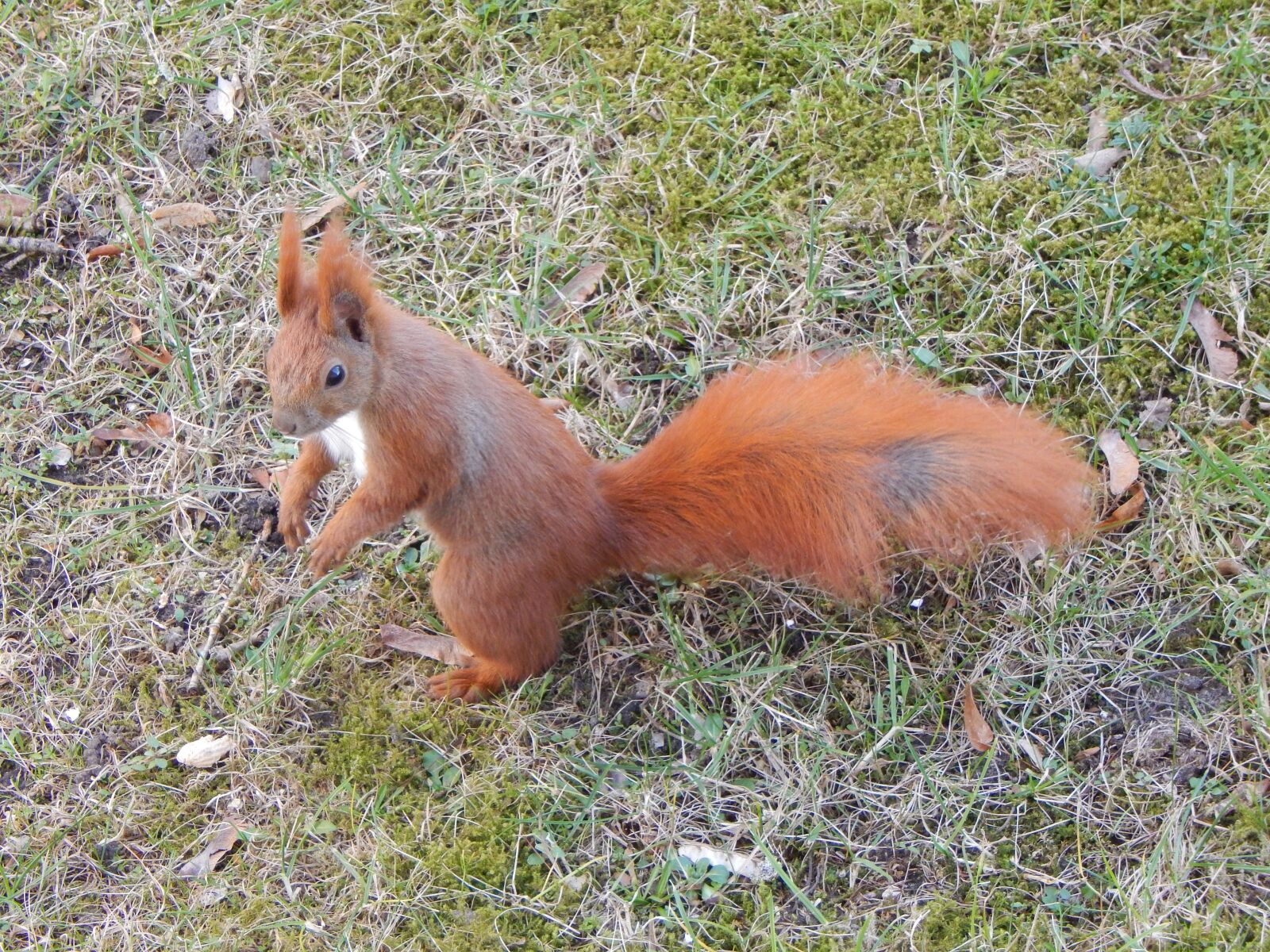 Nikon Coolpix L830 sample photo. Squirrel, rodent, forest animals photography
