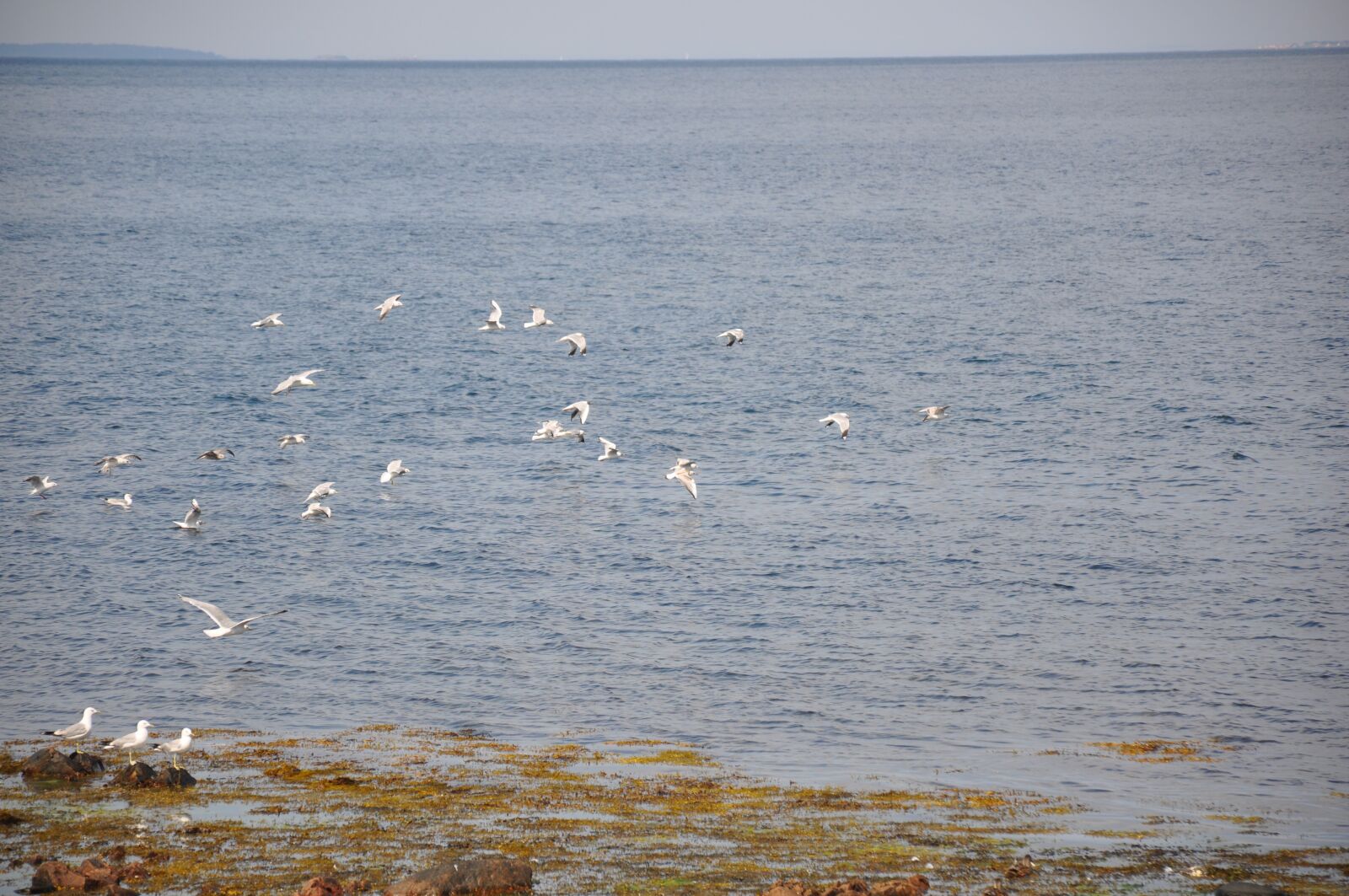 Nikon D90 sample photo. Seagull, coastal, sea photography