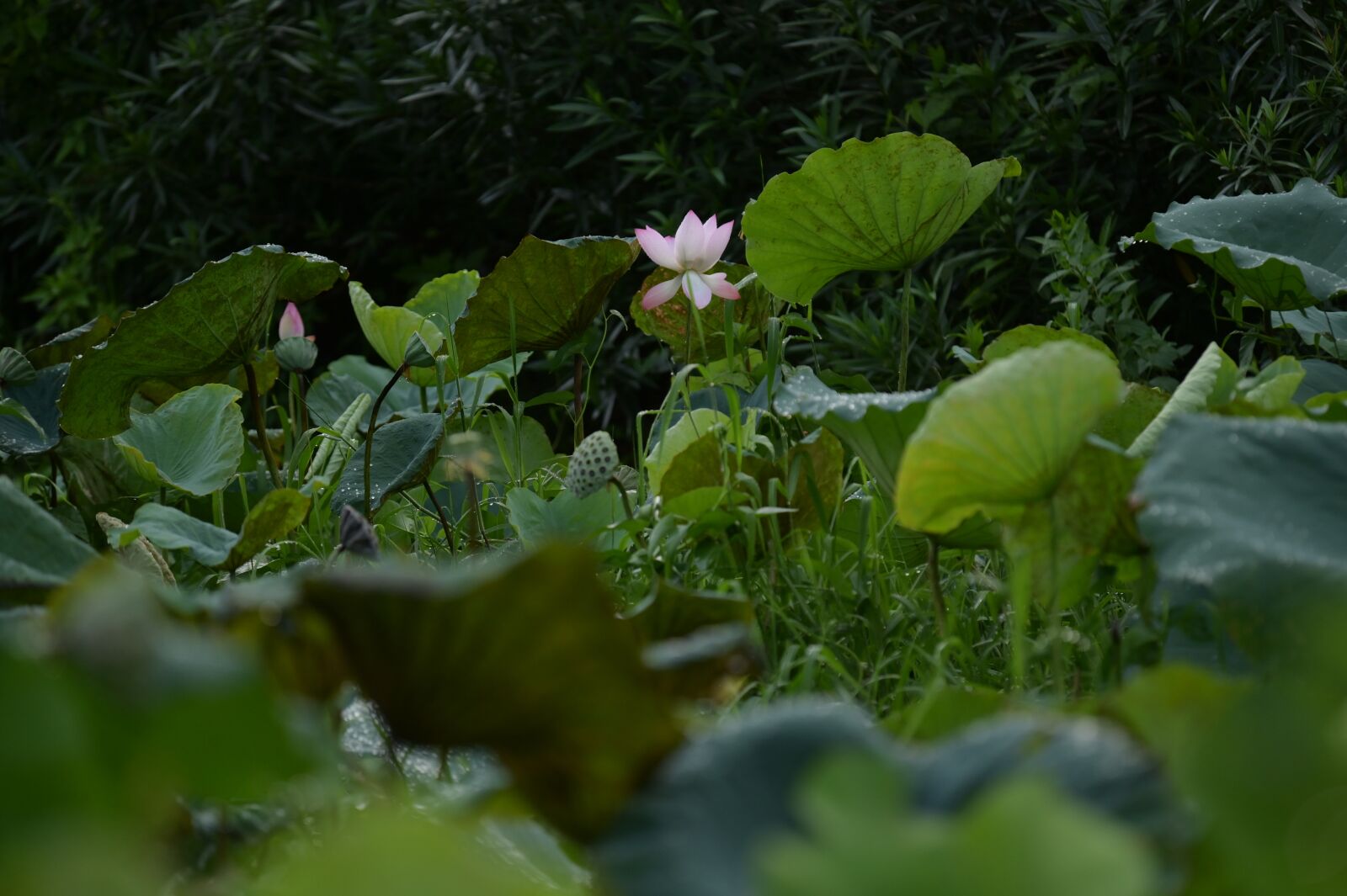 Nikon Z6 sample photo. Lotus, views, green photography