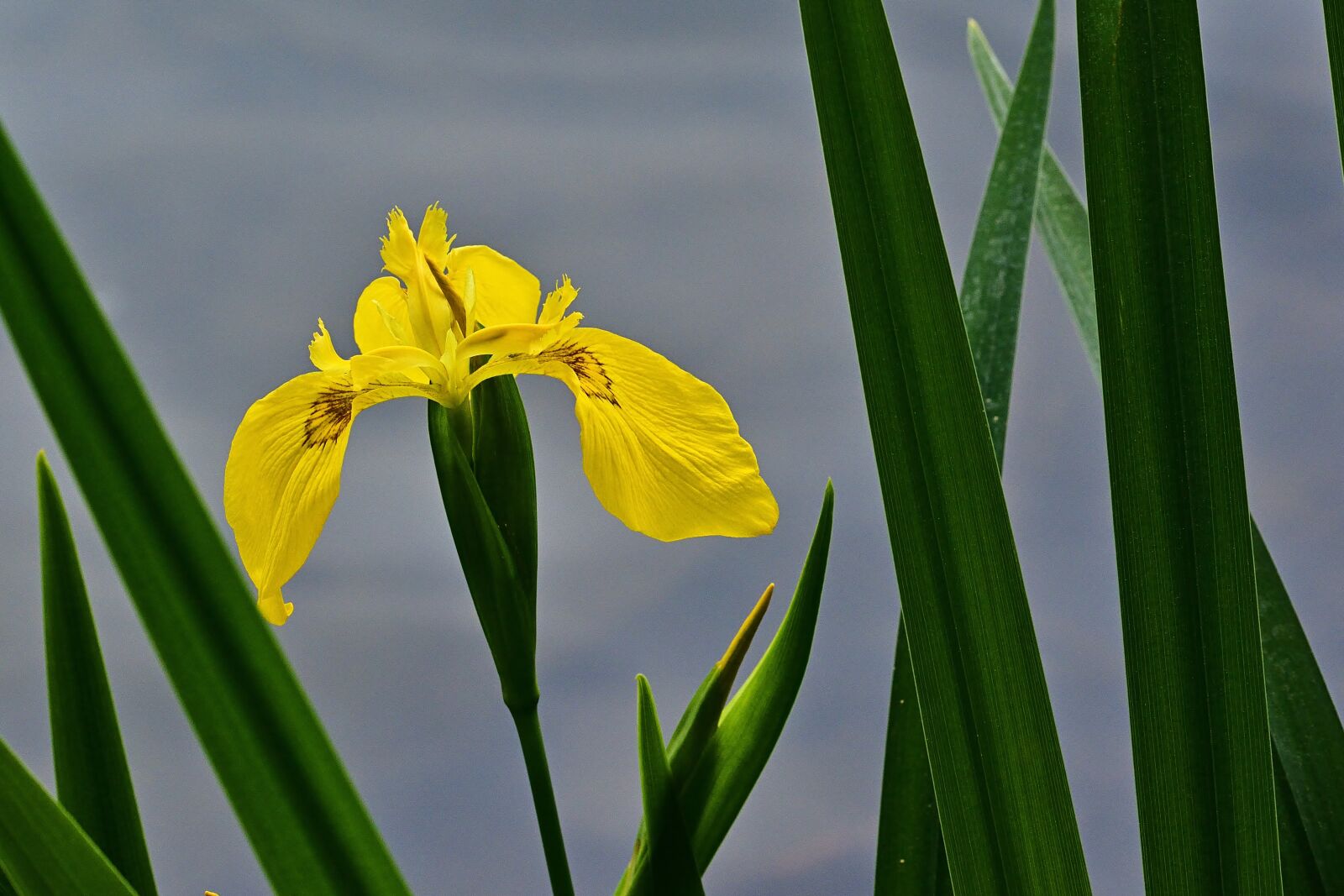 Nikon D5200 sample photo. Iris, blossom, bloom photography