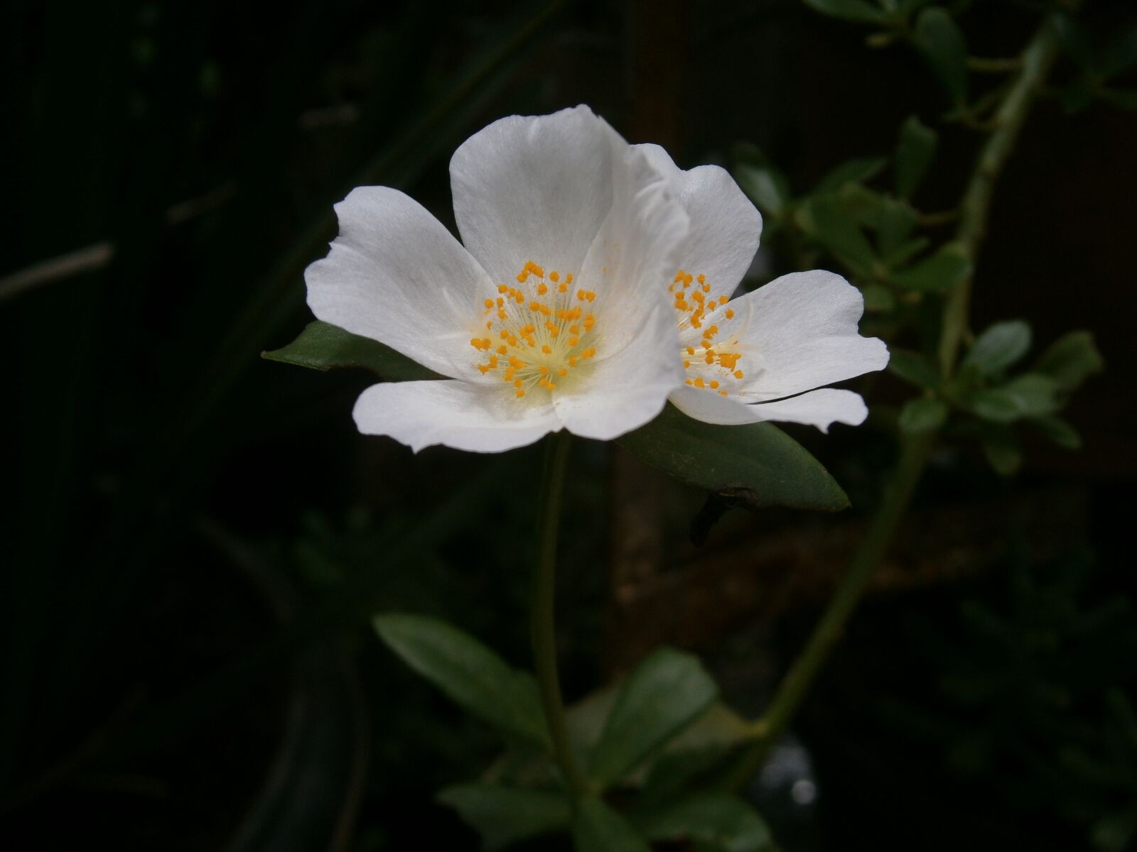 Olympus VG120,D705 sample photo. White flower, macro, nectar photography