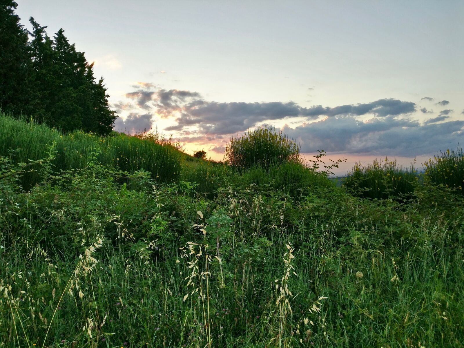 OnePlus A3003 sample photo. Forest, meadow, nature photography