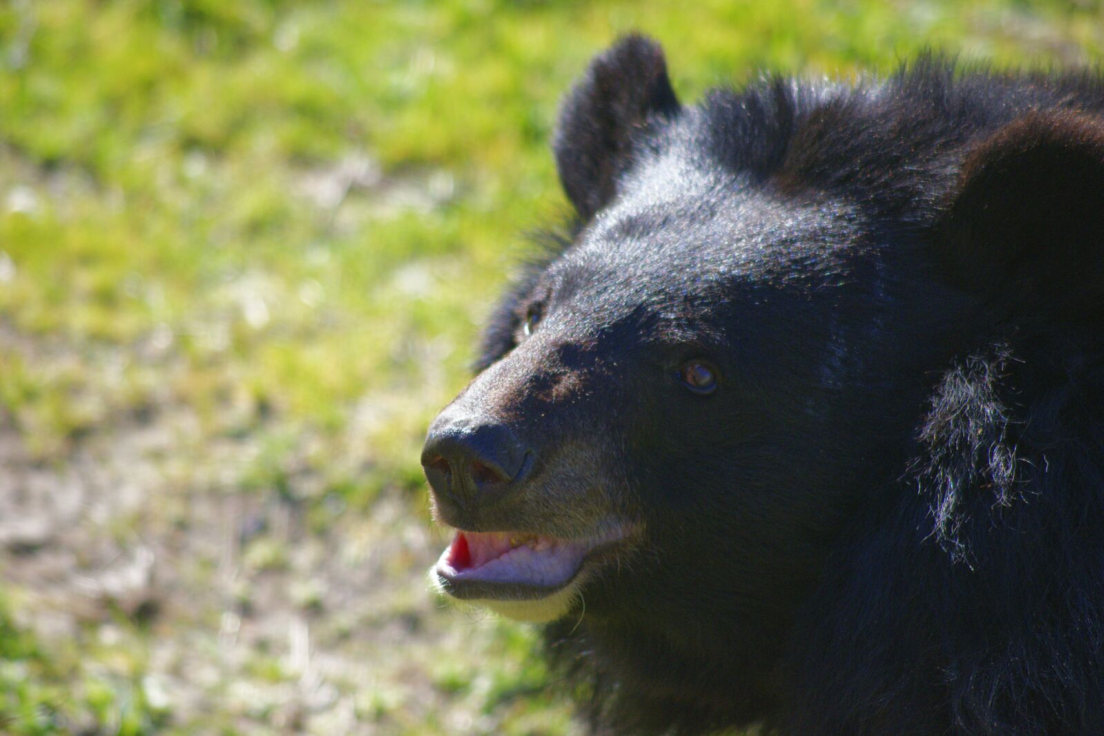 Nikon D3300 sample photo. Zoo, nature, bear photography