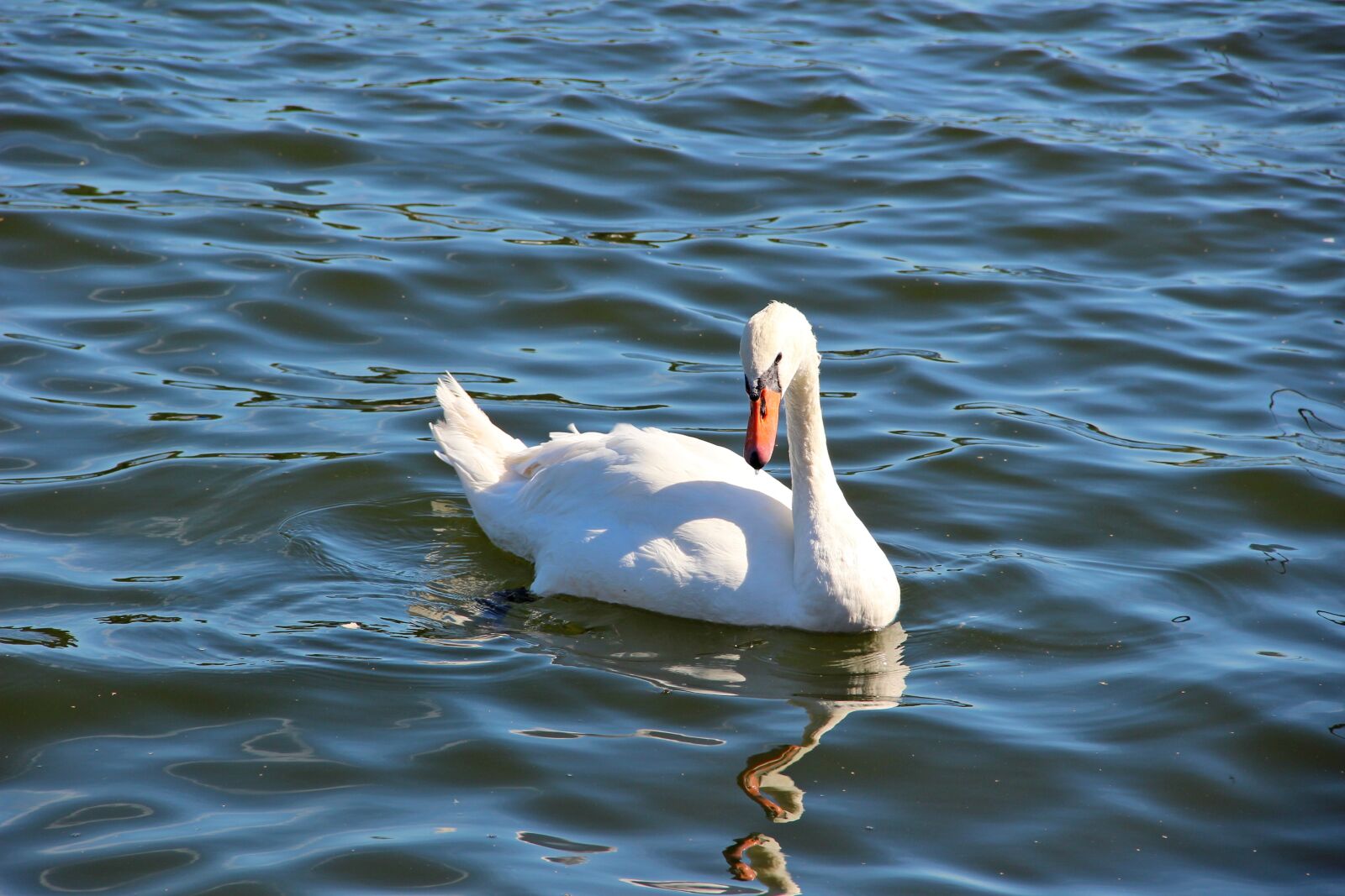 Canon EOS 600D (Rebel EOS T3i / EOS Kiss X5) sample photo. Lake, water, bird photography