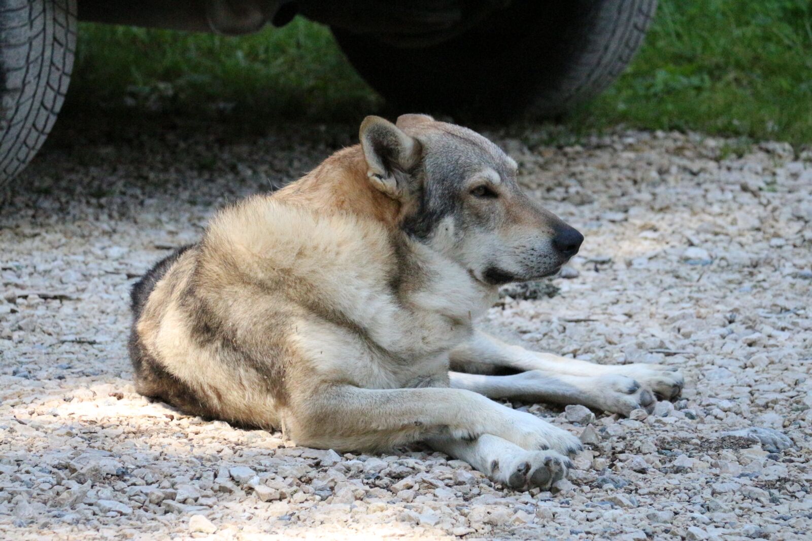 Canon EOS 700D (EOS Rebel T5i / EOS Kiss X7i) sample photo. Wolf, wild, animal photography