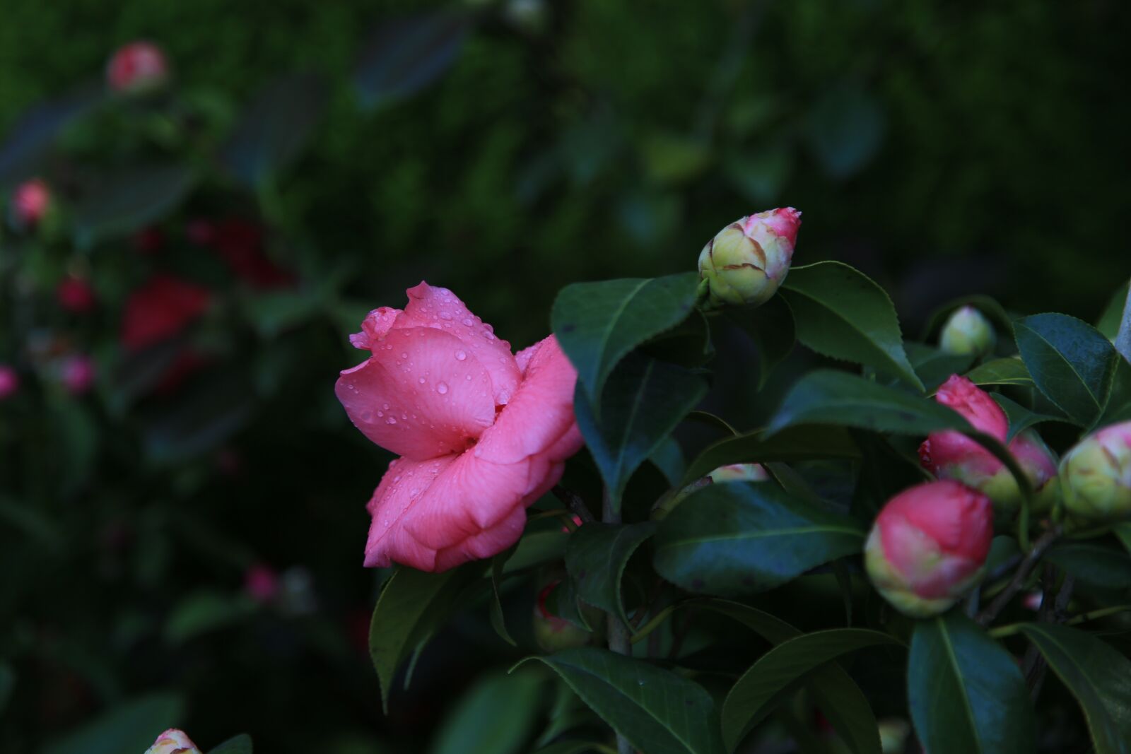 Canon EOS 6D + Canon EF 24-105mm F4L IS USM sample photo. Camellia, camellia flower, flowers photography