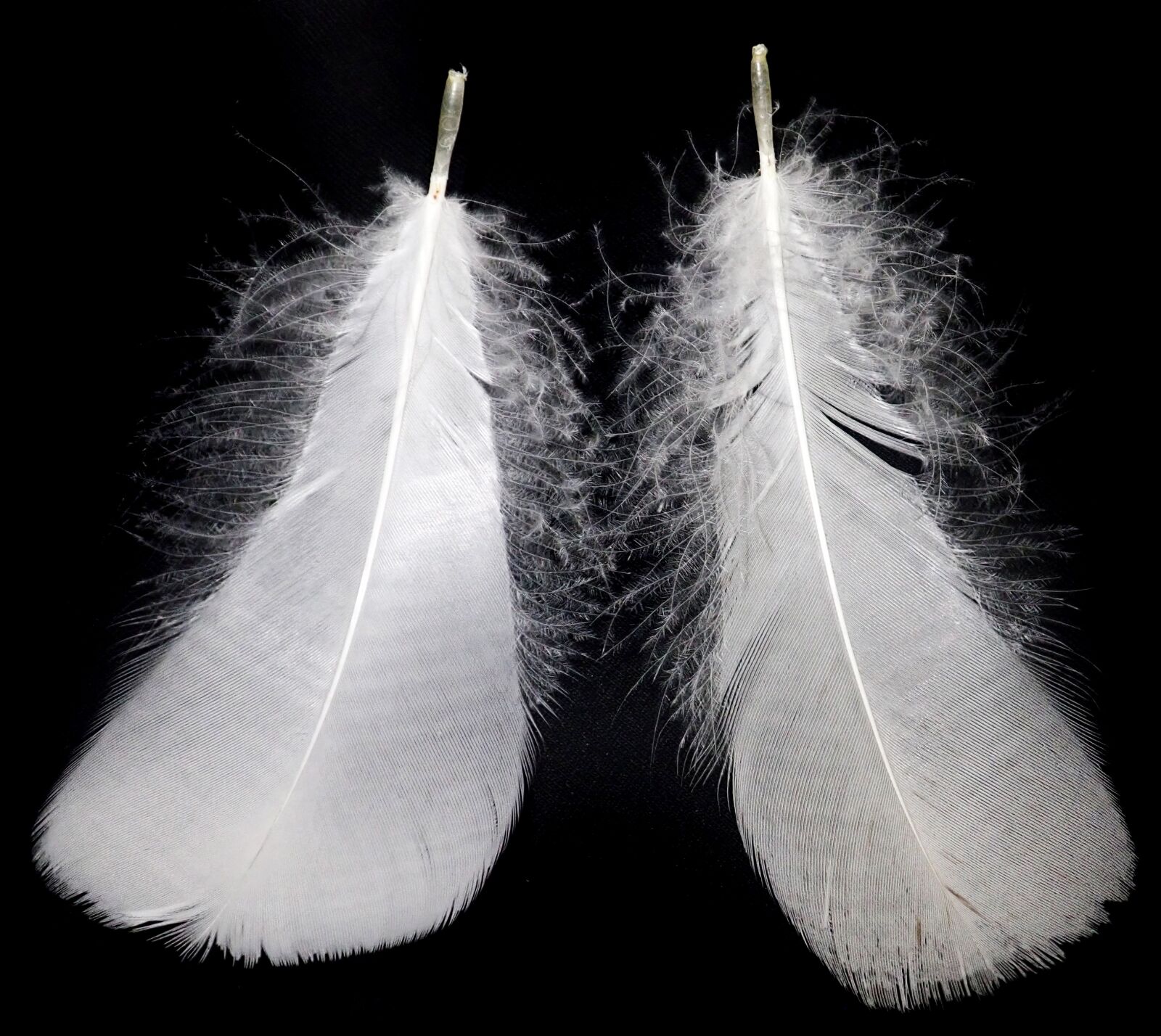 Olympus TG-5 sample photo. Feathers, white, plumage photography