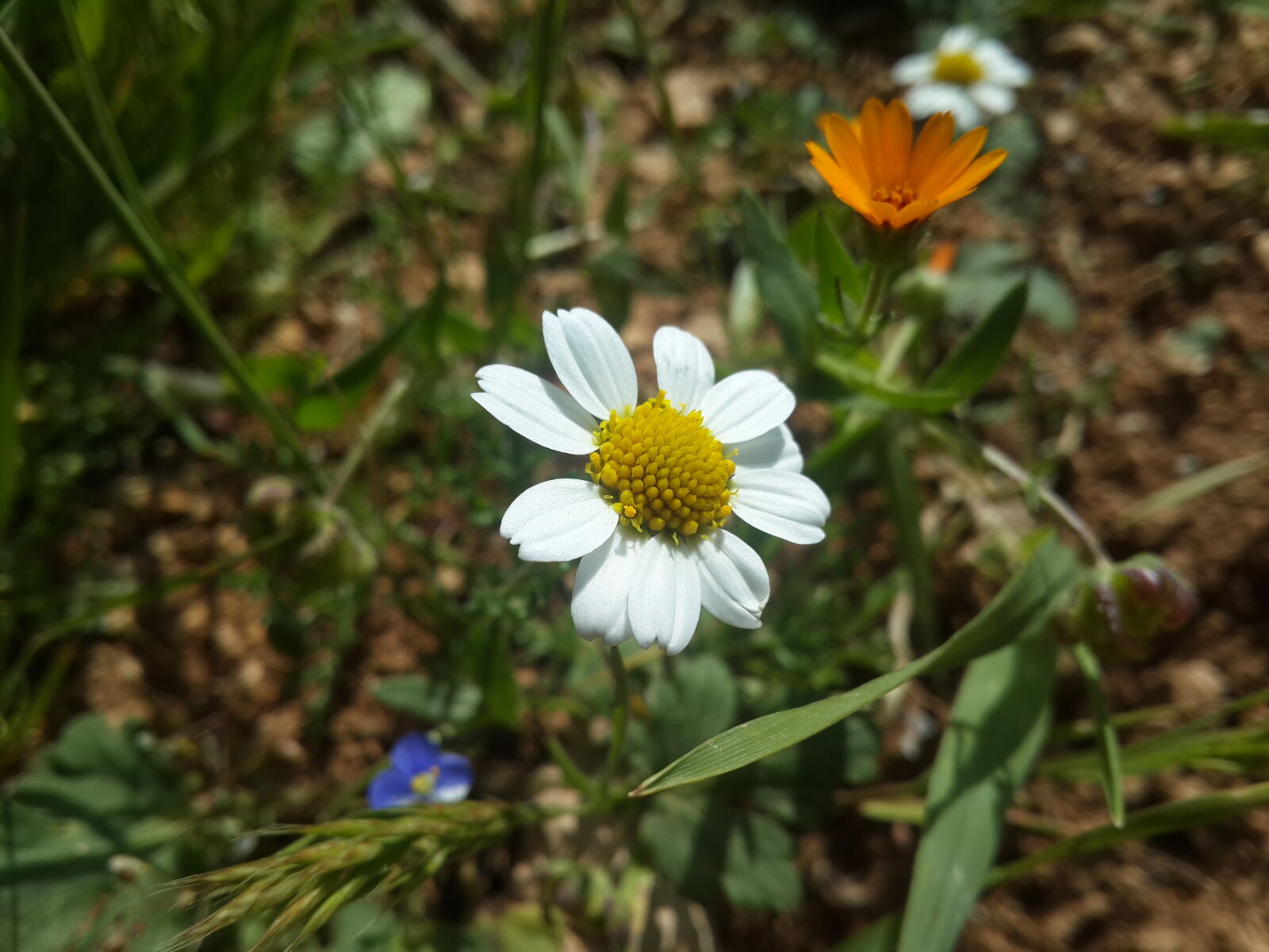 Samsung Galaxy S4 sample photo. Flowers, nature, wallpaper, nice photography