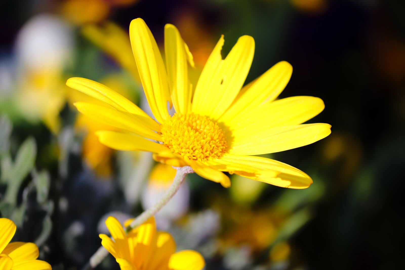 Canon EOS 200D (EOS Rebel SL2 / EOS Kiss X9) sample photo. Marguerite, spring flower, yellow photography
