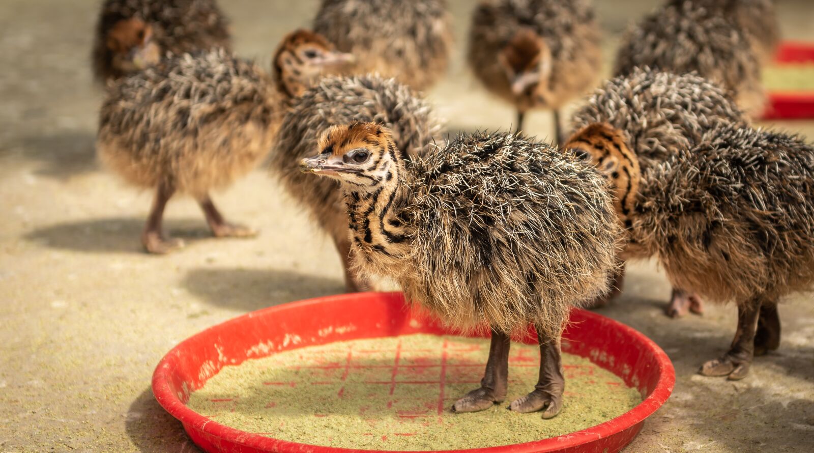 Nikon D750 sample photo. Street chicks, young animals photography