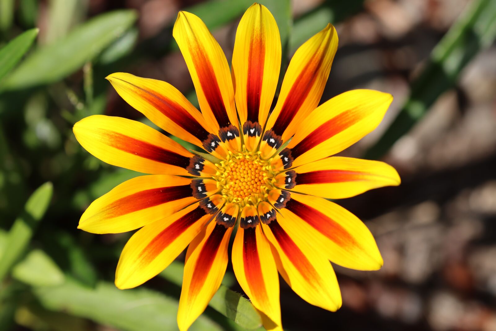 Canon EOS 90D sample photo. Flower, yellow, red photography