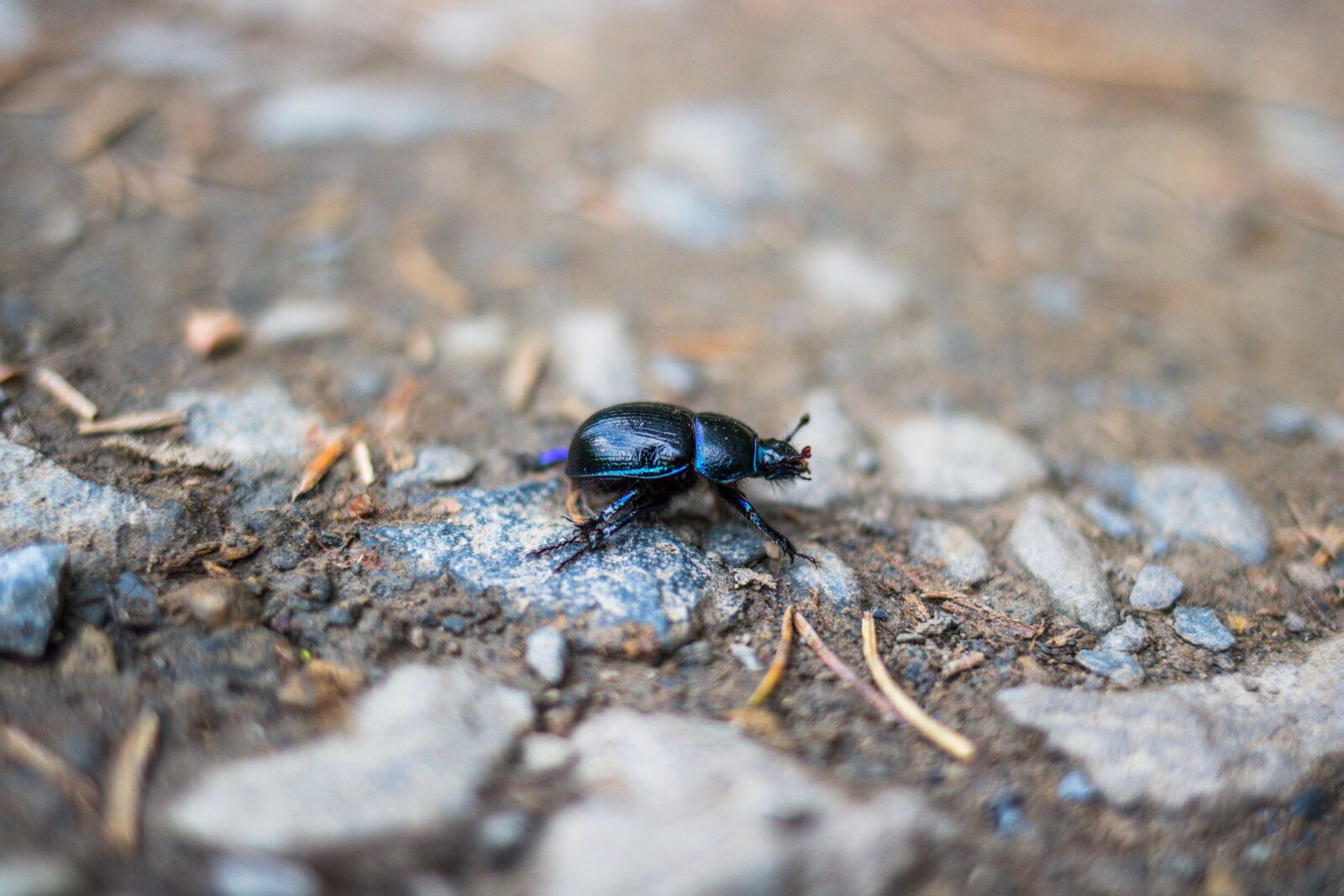 Canon EOS 750D (EOS Rebel T6i / EOS Kiss X8i) + Canon EF 35mm F2 IS USM sample photo. Dung beetle, nature, insect photography