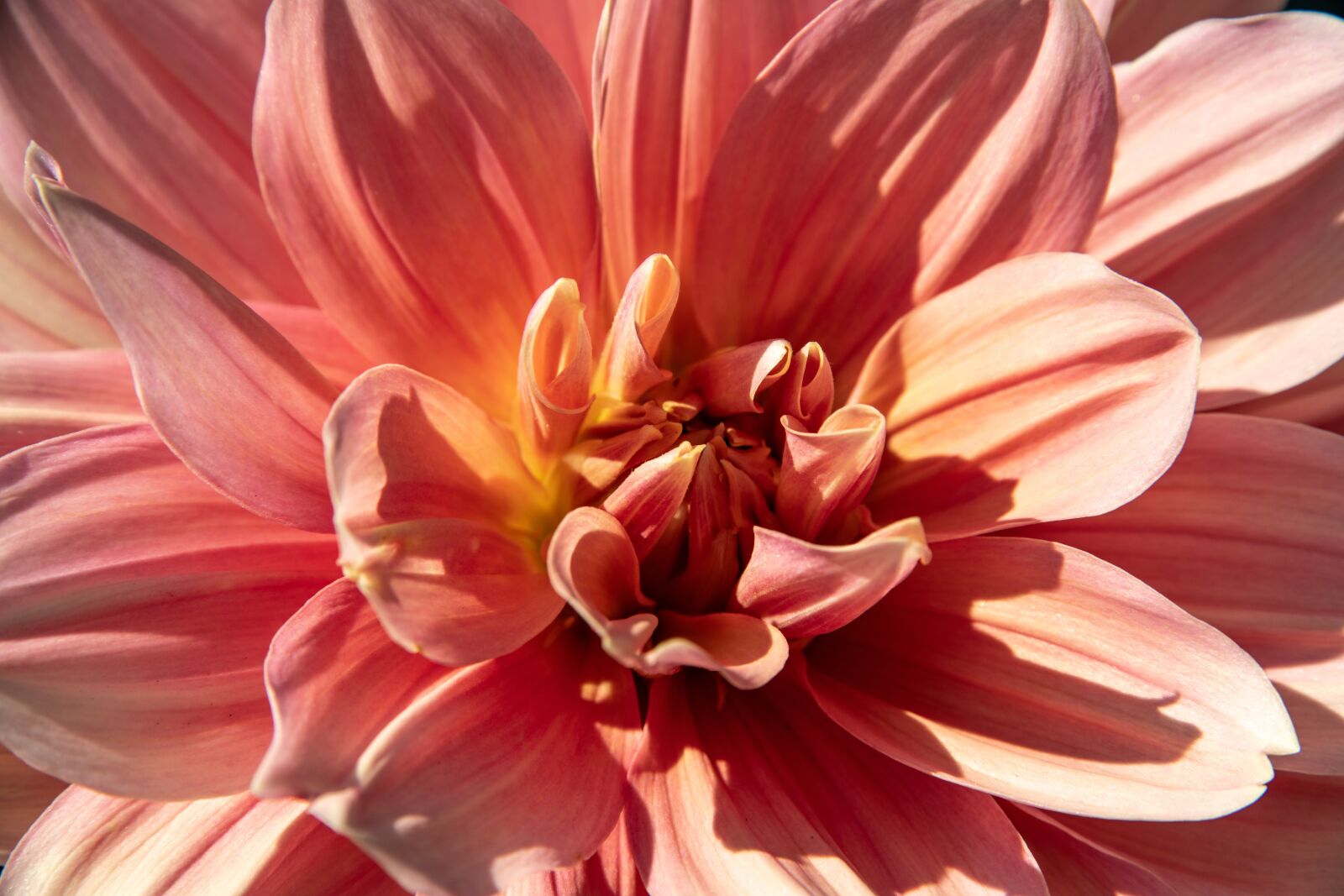 Nikon D850 sample photo. Dahlia, flower, blossom photography