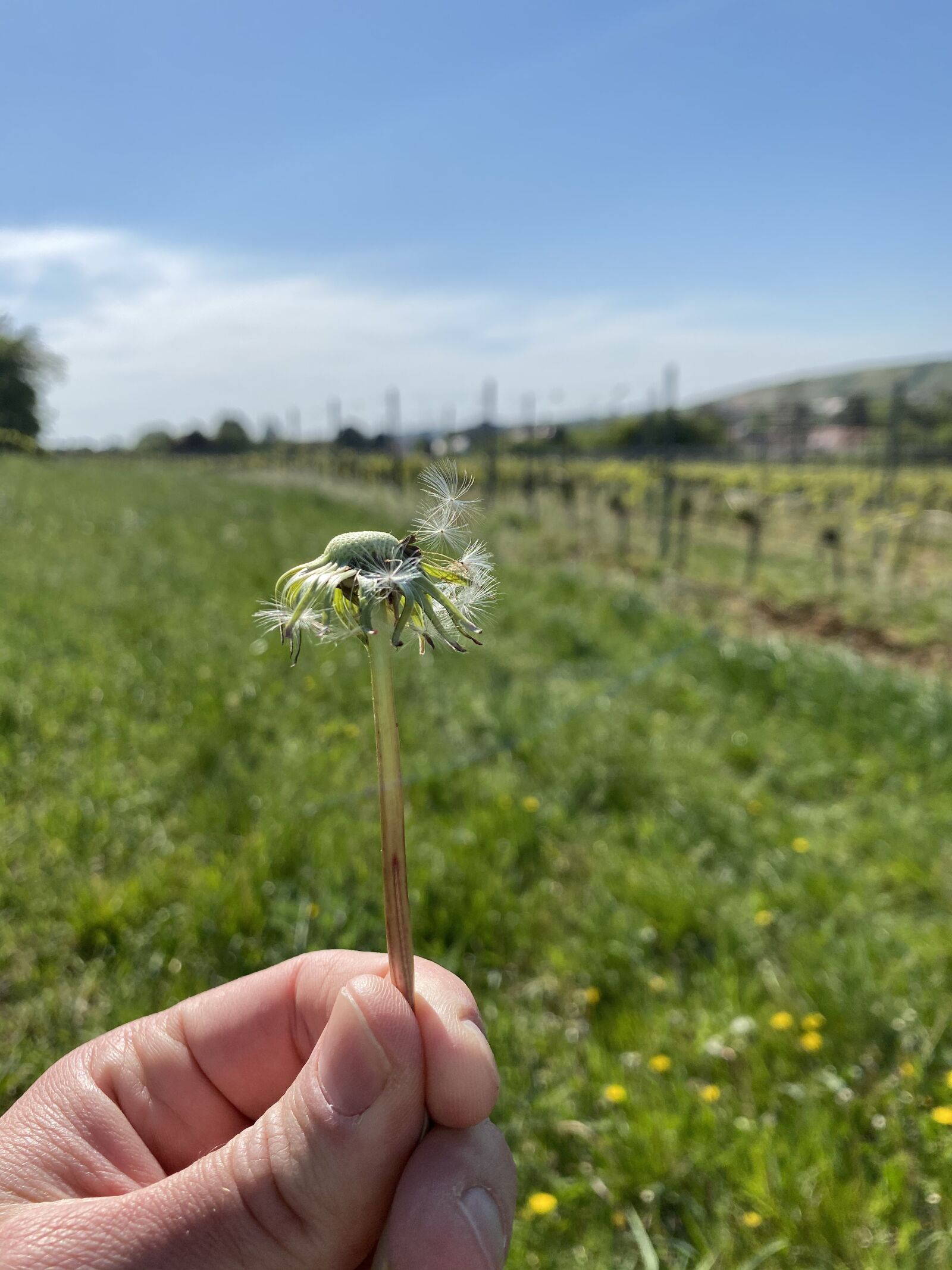 Apple iPhone 11 sample photo. Dandelion, hand, nature photography