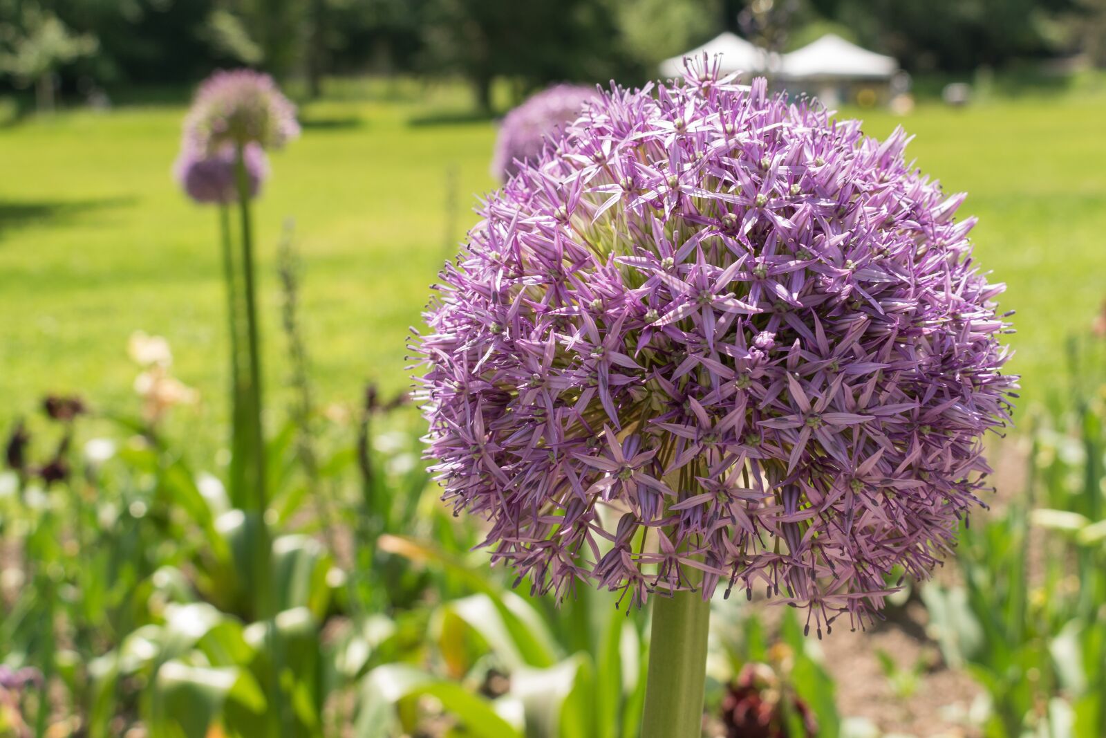 Nikon D5300 sample photo. Plant, state garden show photography