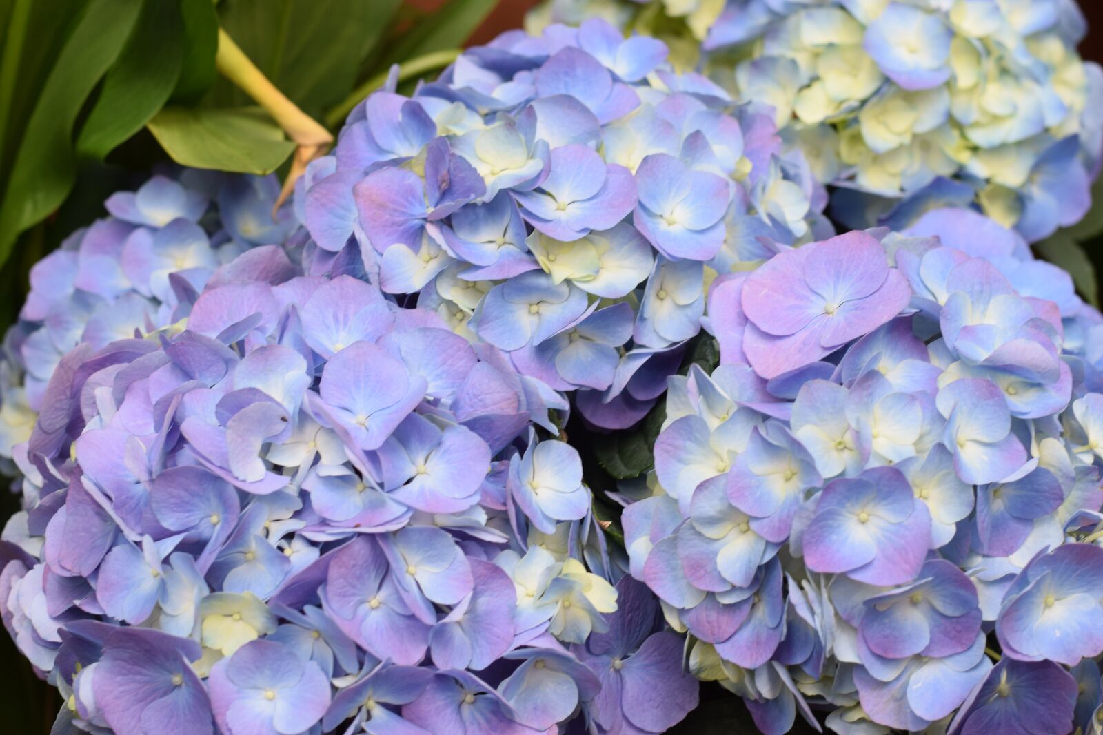 Nikon D3300 sample photo. Hydrangea, spring flowers, botanical photography