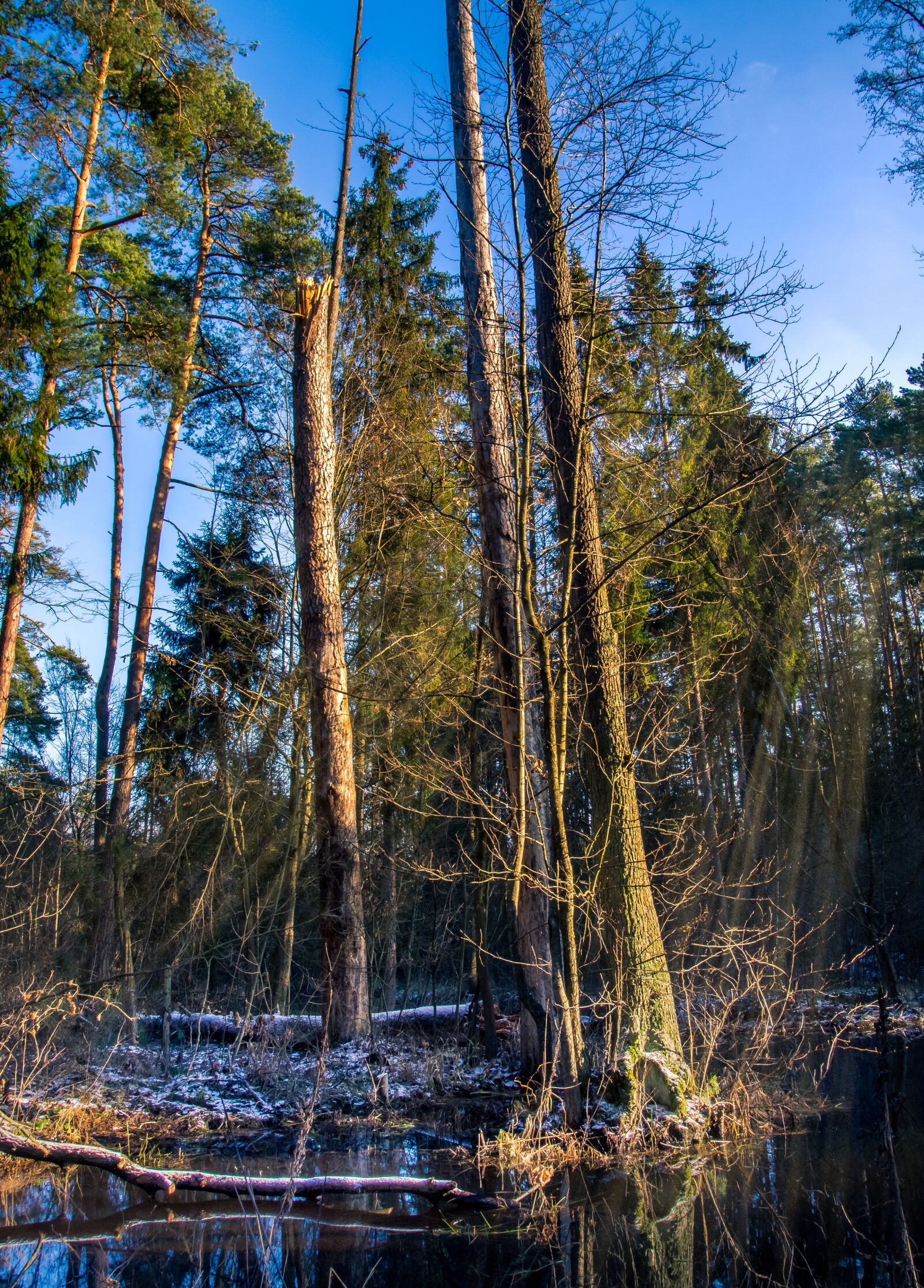 Olympus PEN E-PL6 sample photo. Nature, tree, landscape photography