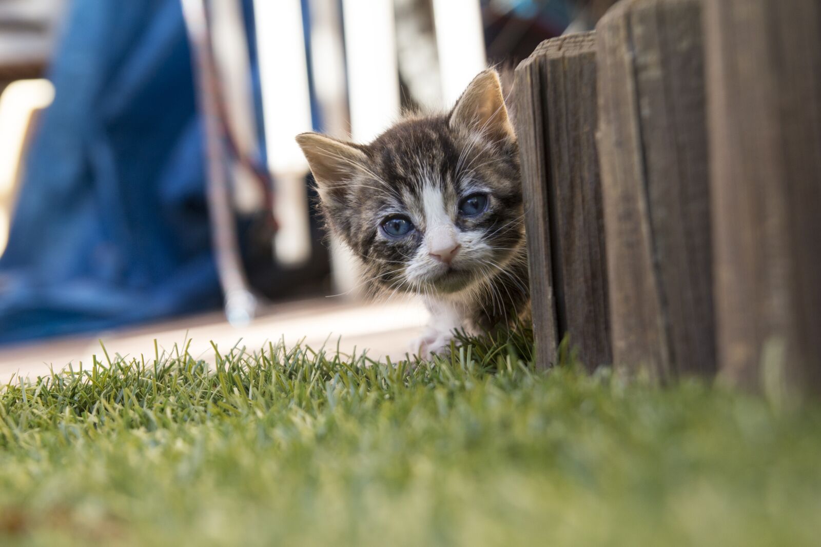 Canon EOS 100D (EOS Rebel SL1 / EOS Kiss X7) sample photo. Kitten, pet, feline photography