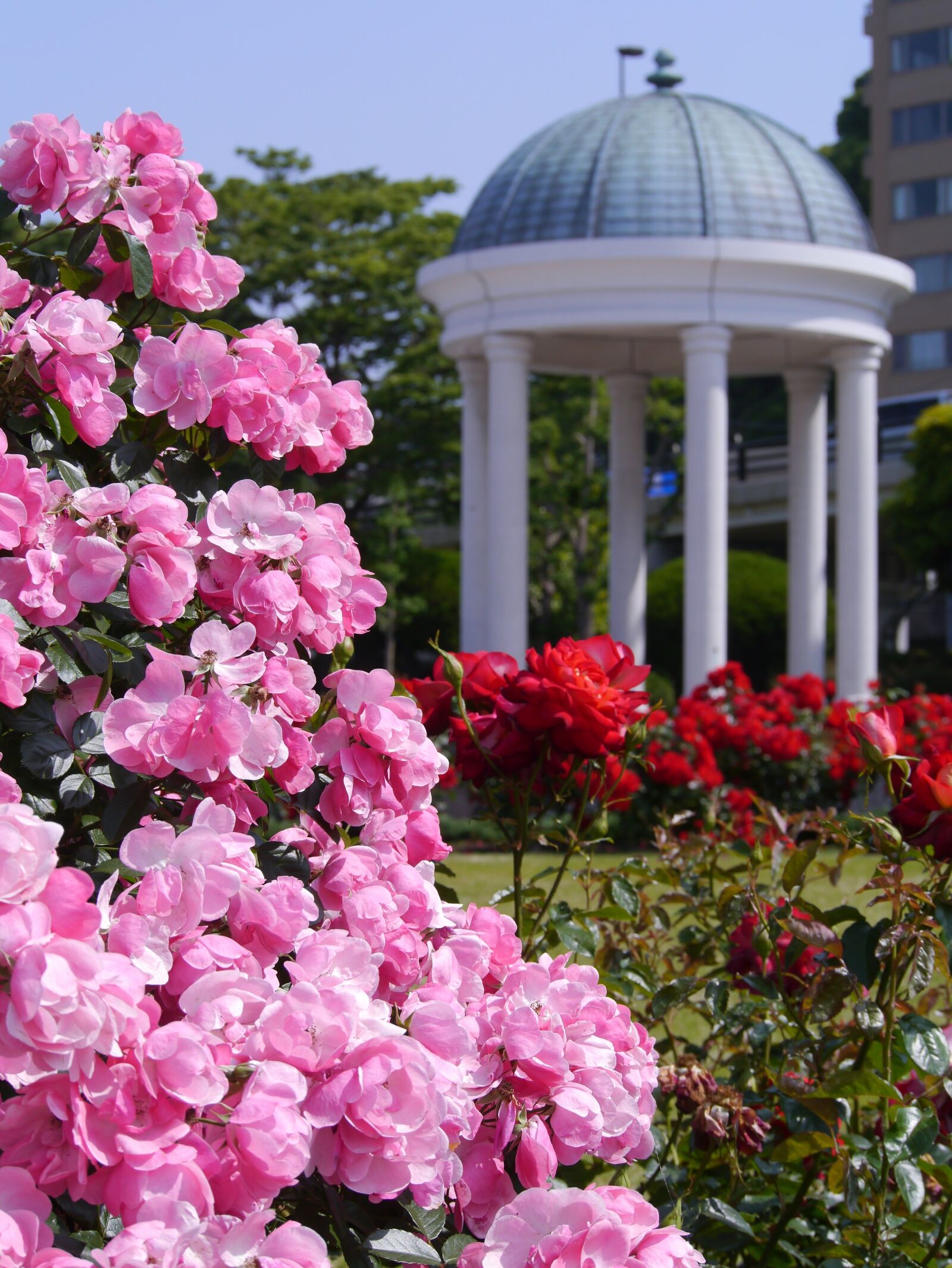 Panasonic Lumix DMC-GX1 sample photo. Verny park, france, rose photography