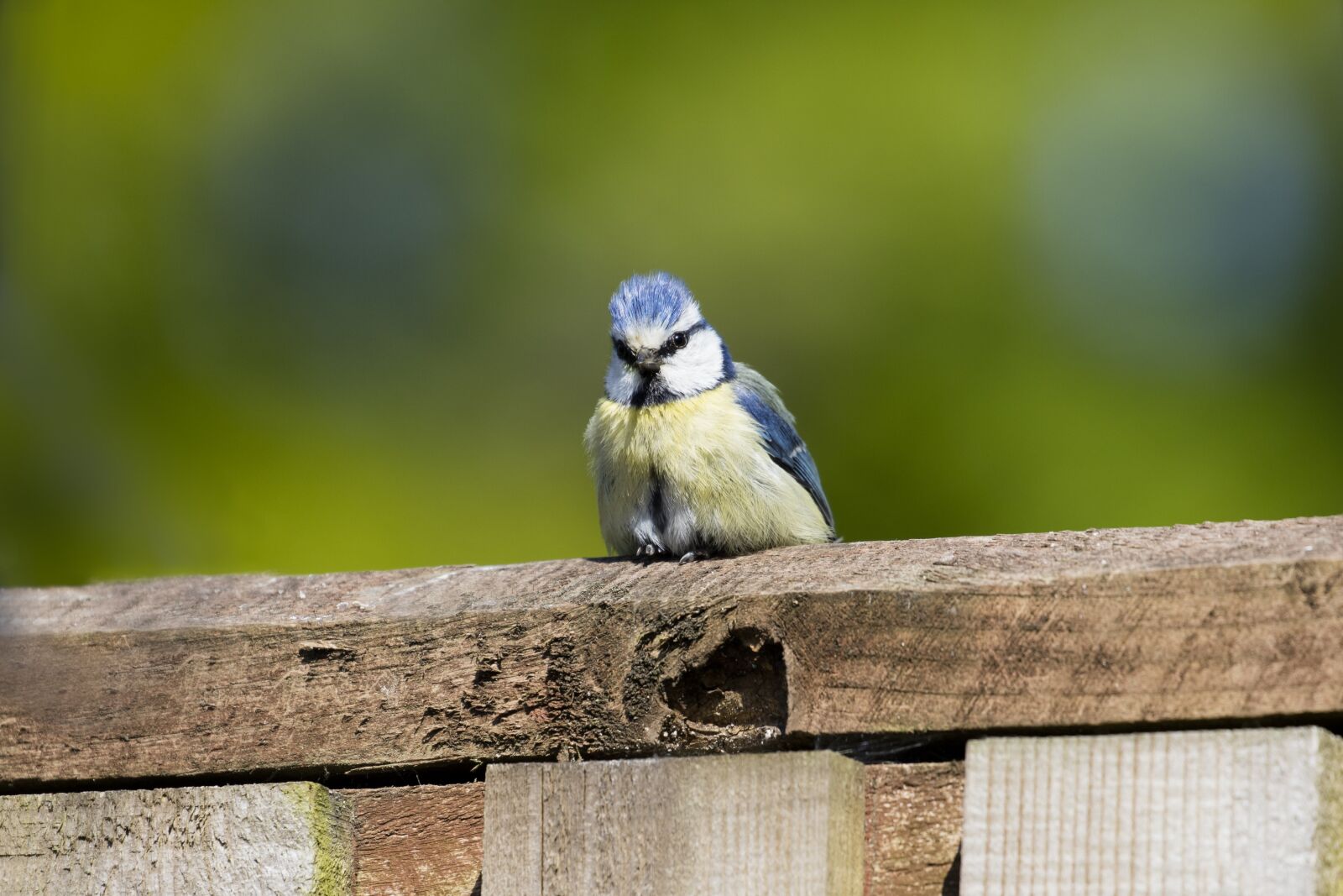 Canon EOS 5DS R + Canon EF 100-400mm F4.5-5.6L IS II USM sample photo. Blue tit, bird, garden photography