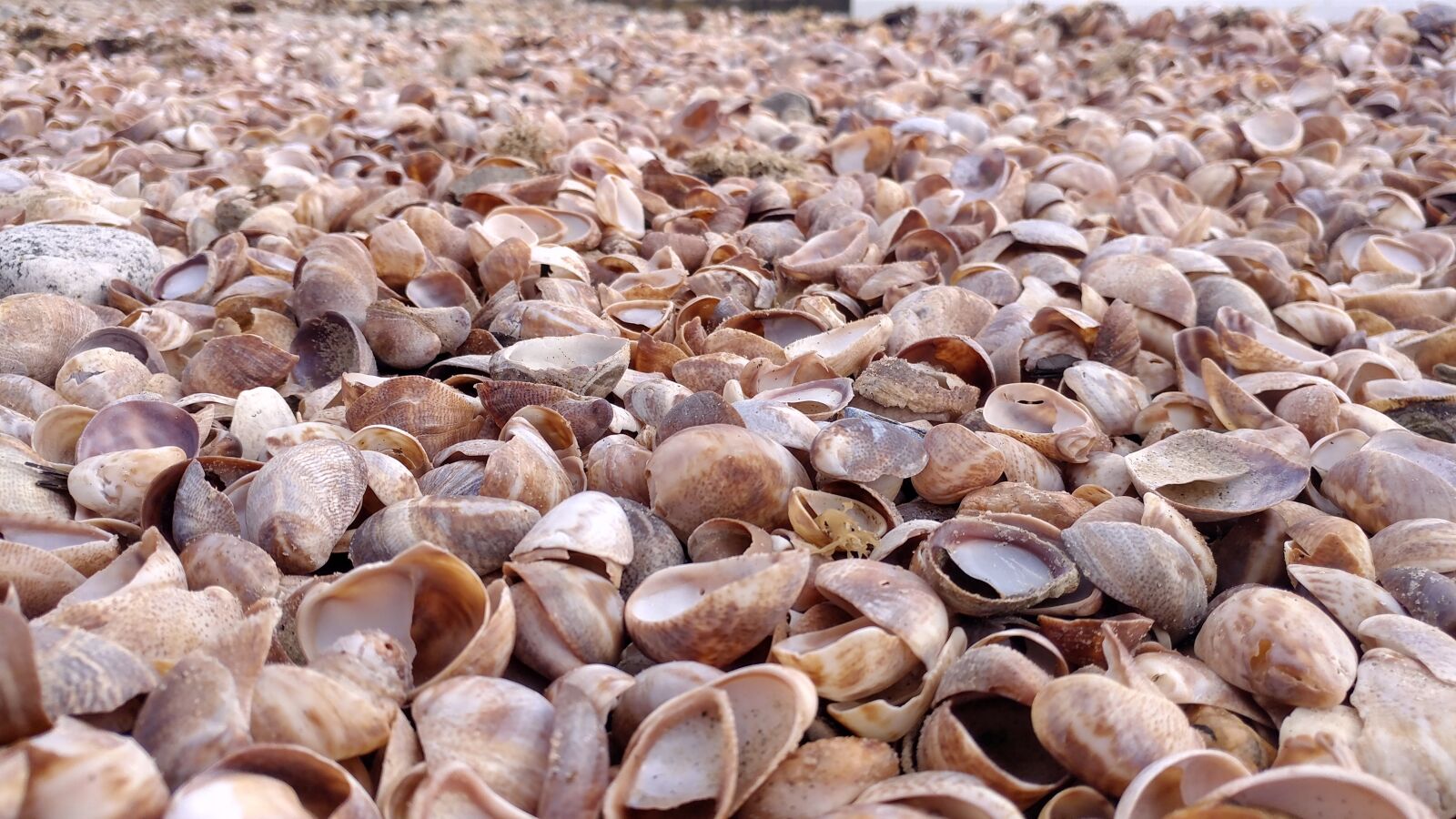 LG V20 sample photo. Slipper snail, shell, shells photography