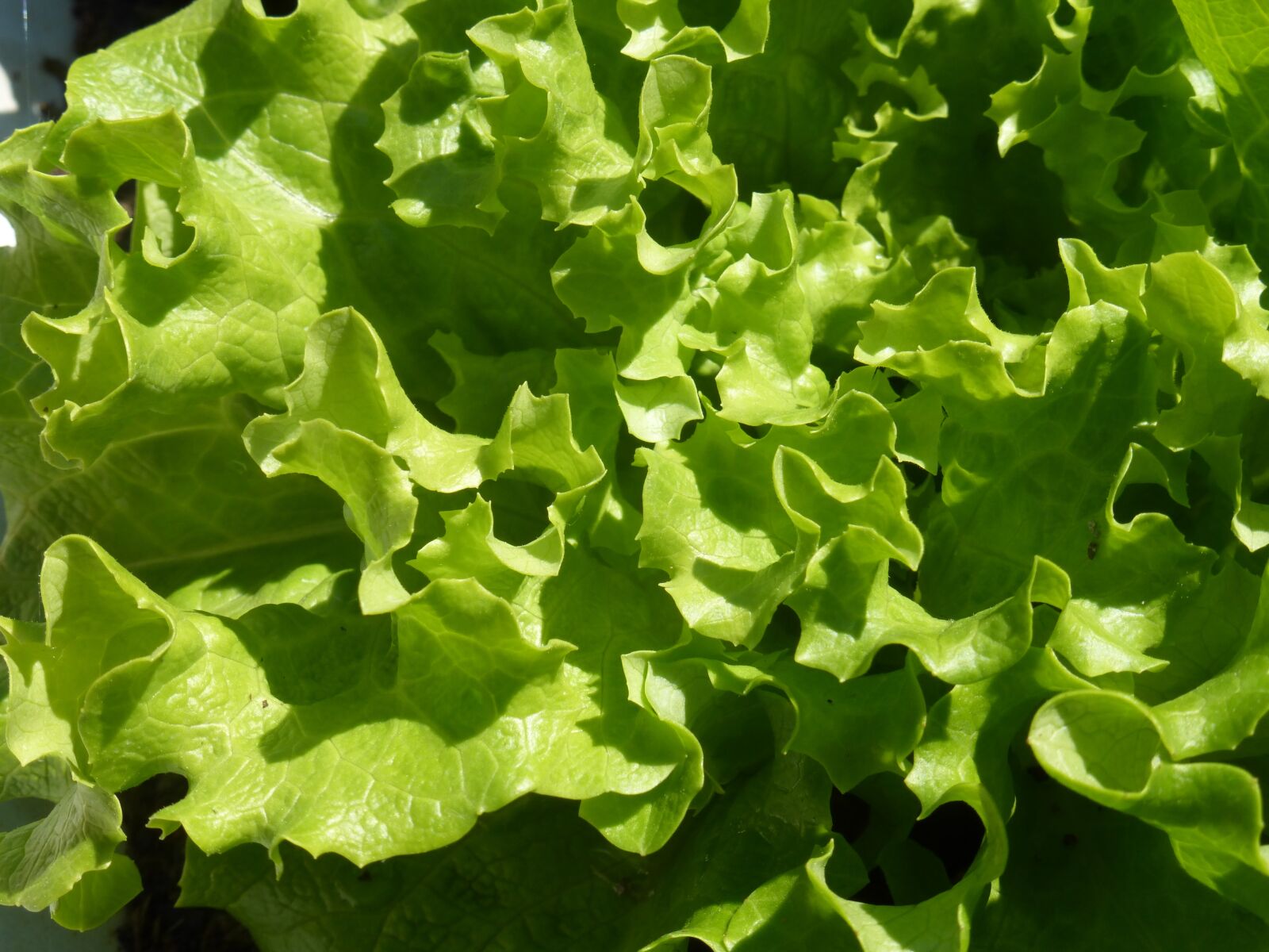 Panasonic Lumix DMC-ZS25 (Lumix DMC-TZ35) sample photo. Food, lettuce grown, vegetable photography