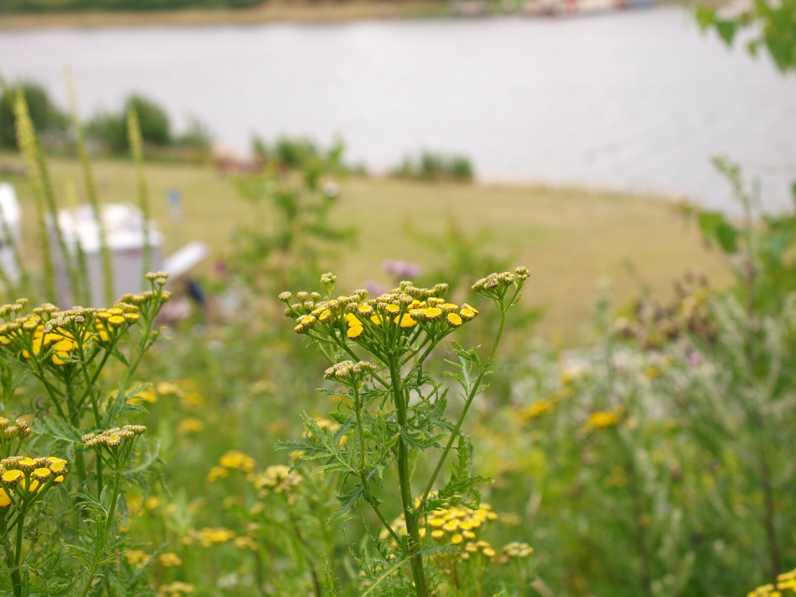 Olympus E-3 sample photo. Flowers, meadow, river photography