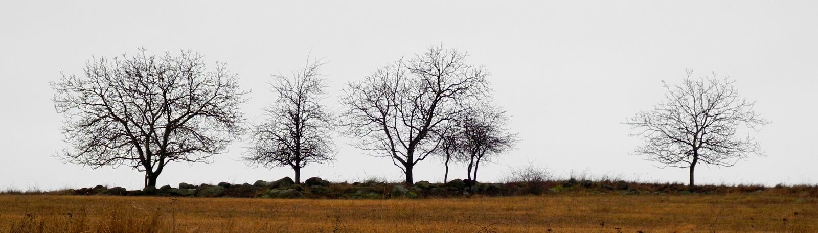 Nikon Coolpix P7000 sample photo. Trees, silhouettes, horizon photography