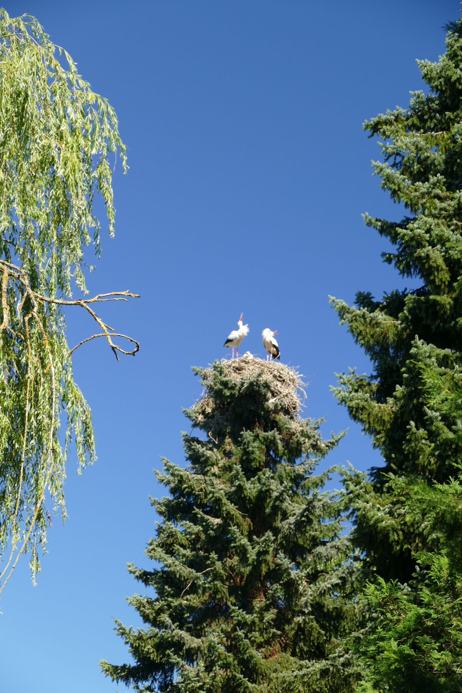 Panasonic Lumix DMC-FZ1000 sample photo. Storks, treetop, nest cherish photography