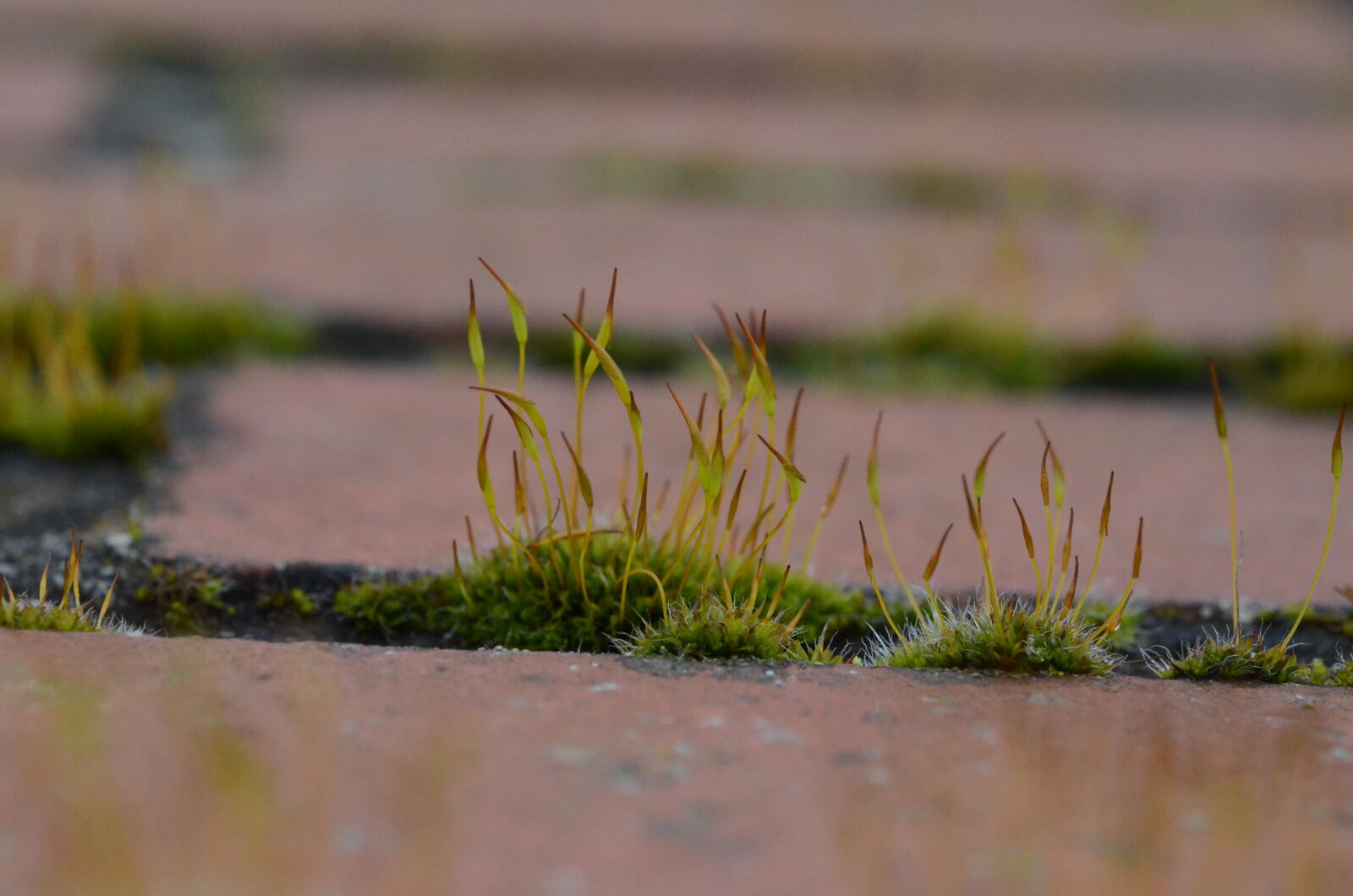 Nikon D7000 + AF Micro-Nikkor 60mm f/2.8 sample photo. Holland, mos, moss, onkruid photography