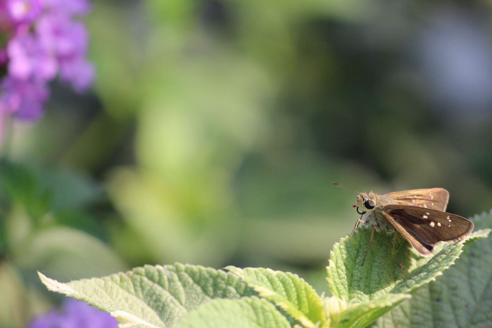 Canon EF-S 55-250mm F4-5.6 IS II sample photo. Brown, skipper, moth, perched photography