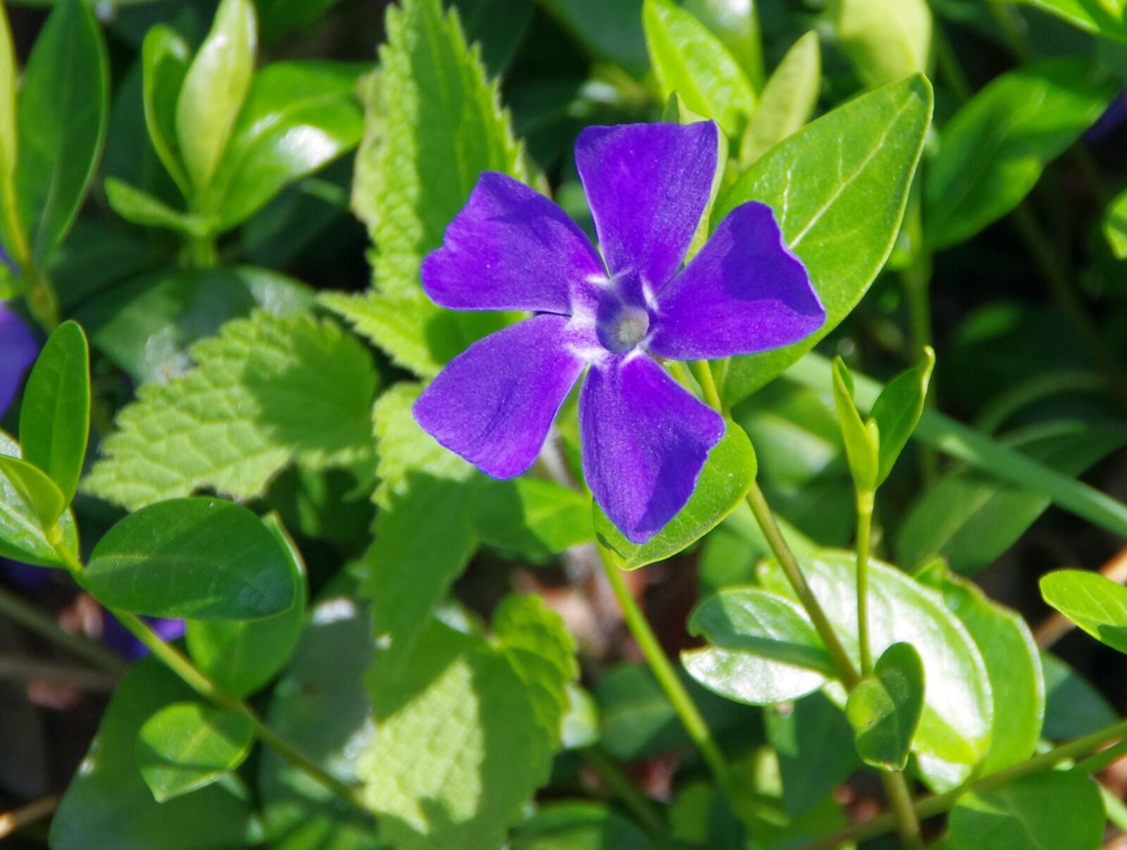 Pentax K-5 sample photo. Pervenche, violet, blue flower photography