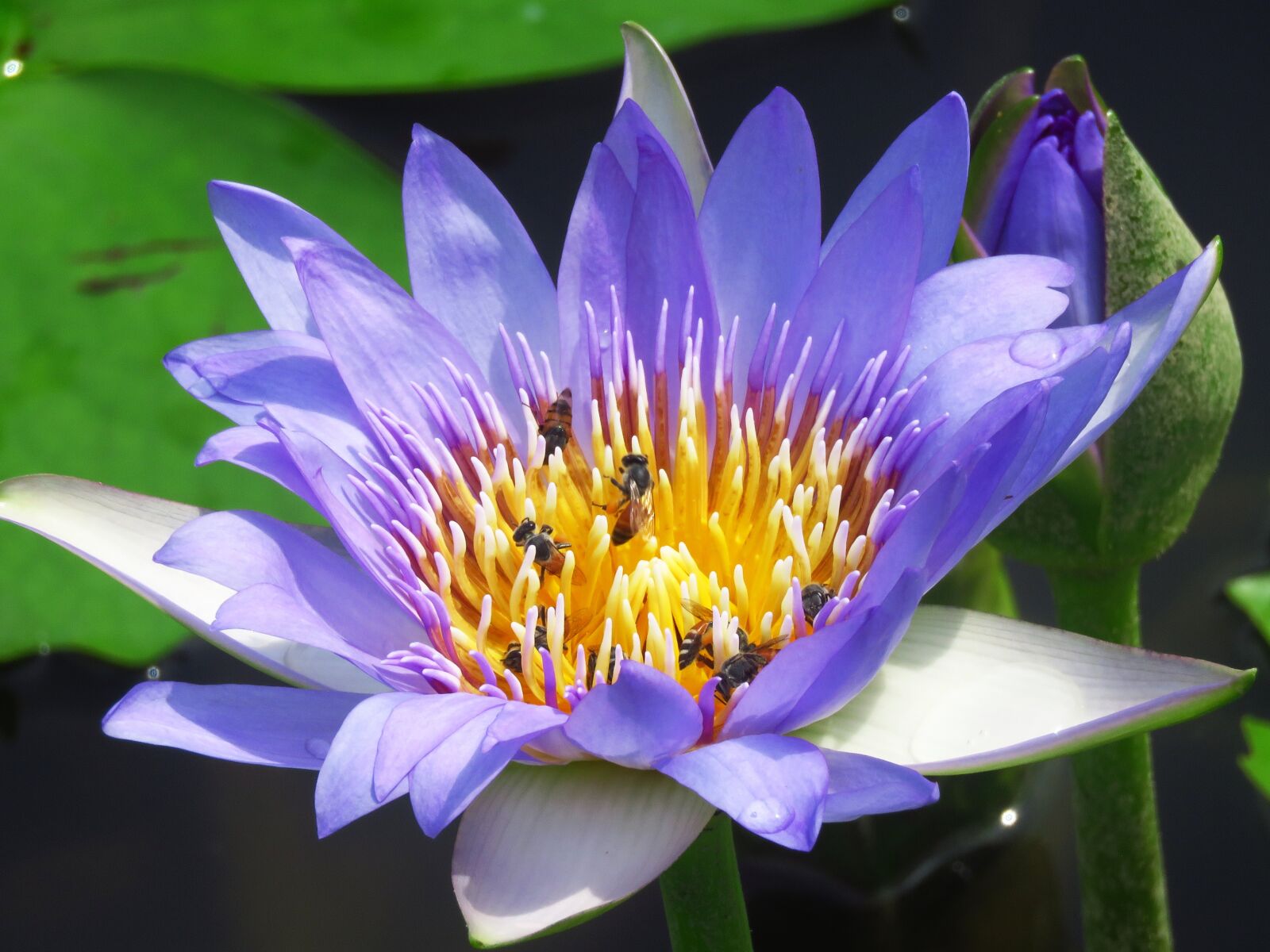 Canon PowerShot SX60 HS sample photo. Lilly, flower, honeybee photography