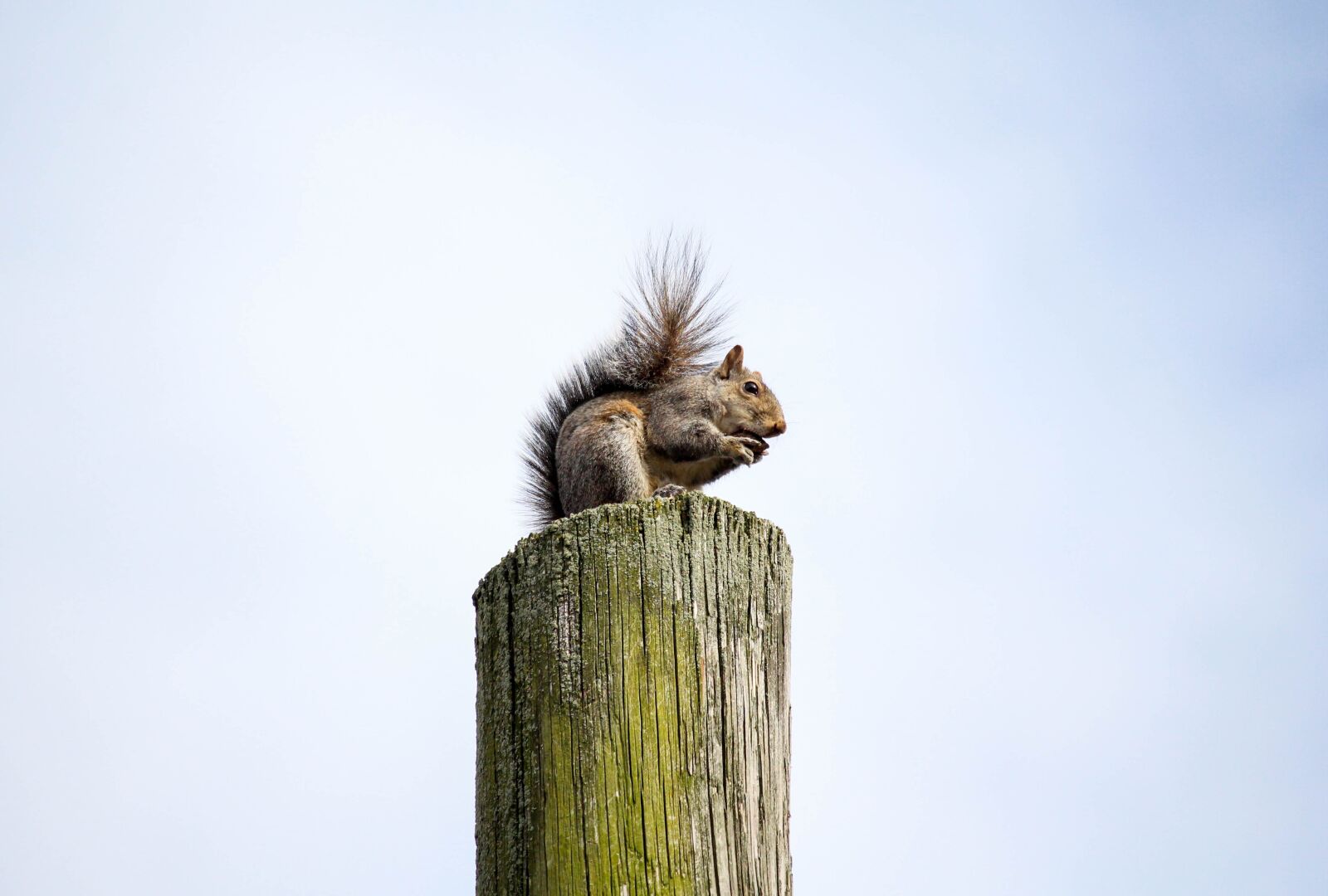 Canon EOS 700D (EOS Rebel T5i / EOS Kiss X7i) sample photo. Nature, outdoors, wildlife photography