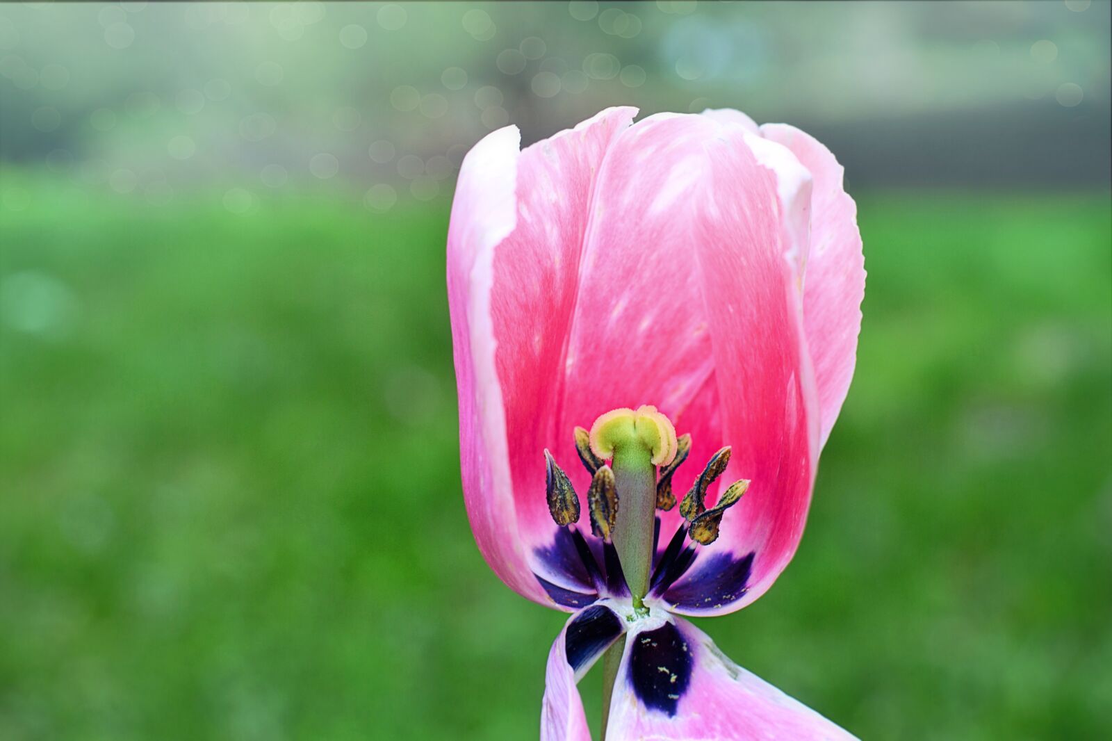 Canon EOS 5D Mark III sample photo. Tulip, center, pink photography