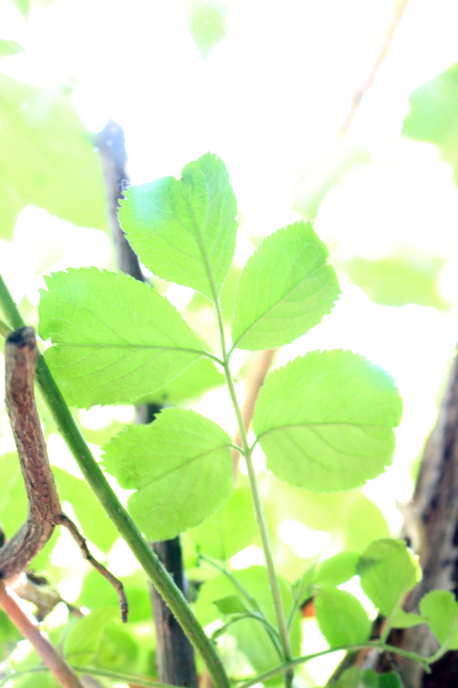 Canon EOS 700D (EOS Rebel T5i / EOS Kiss X7i) sample photo. Spring, nature, leaves photography